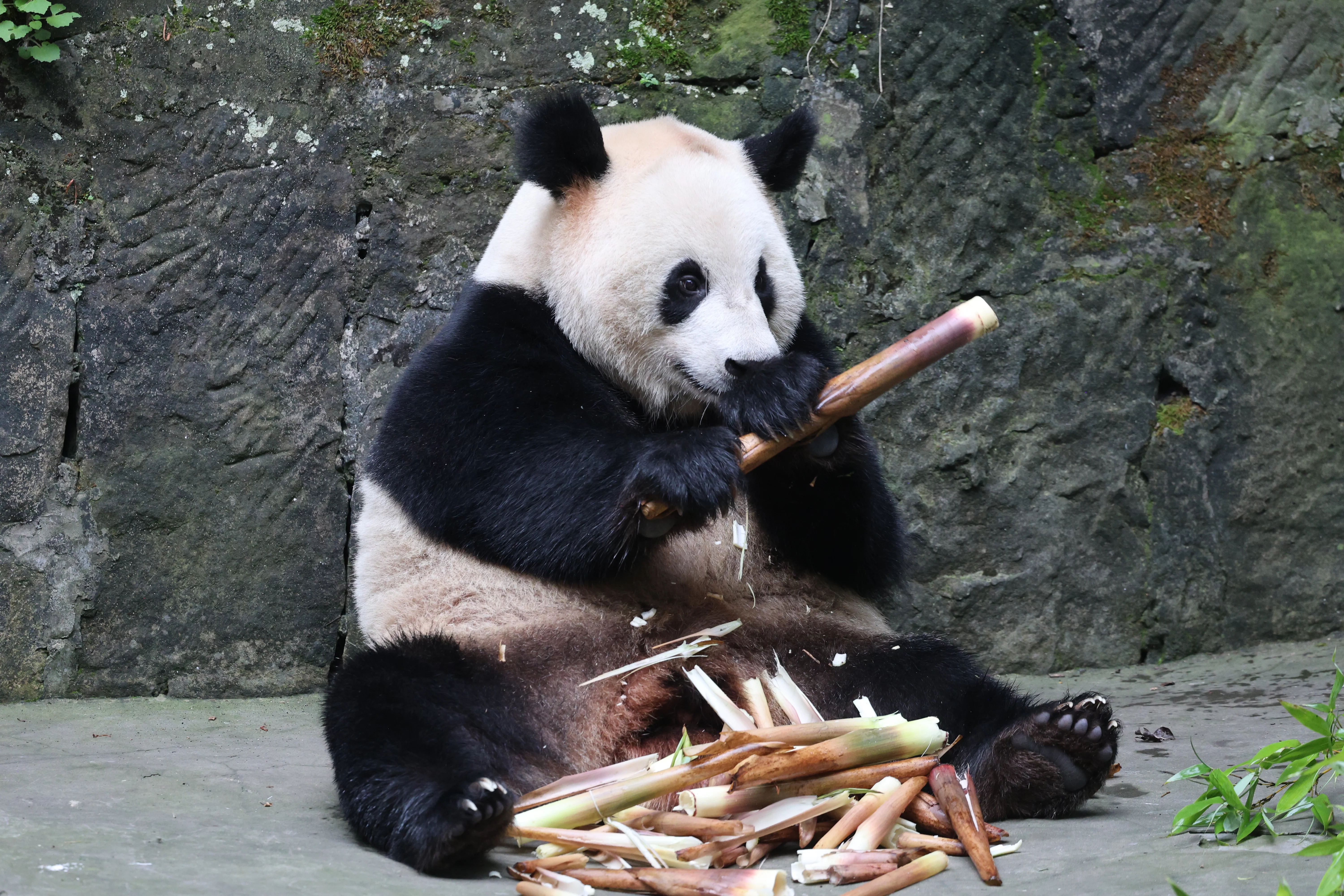 Chongqing Zoo