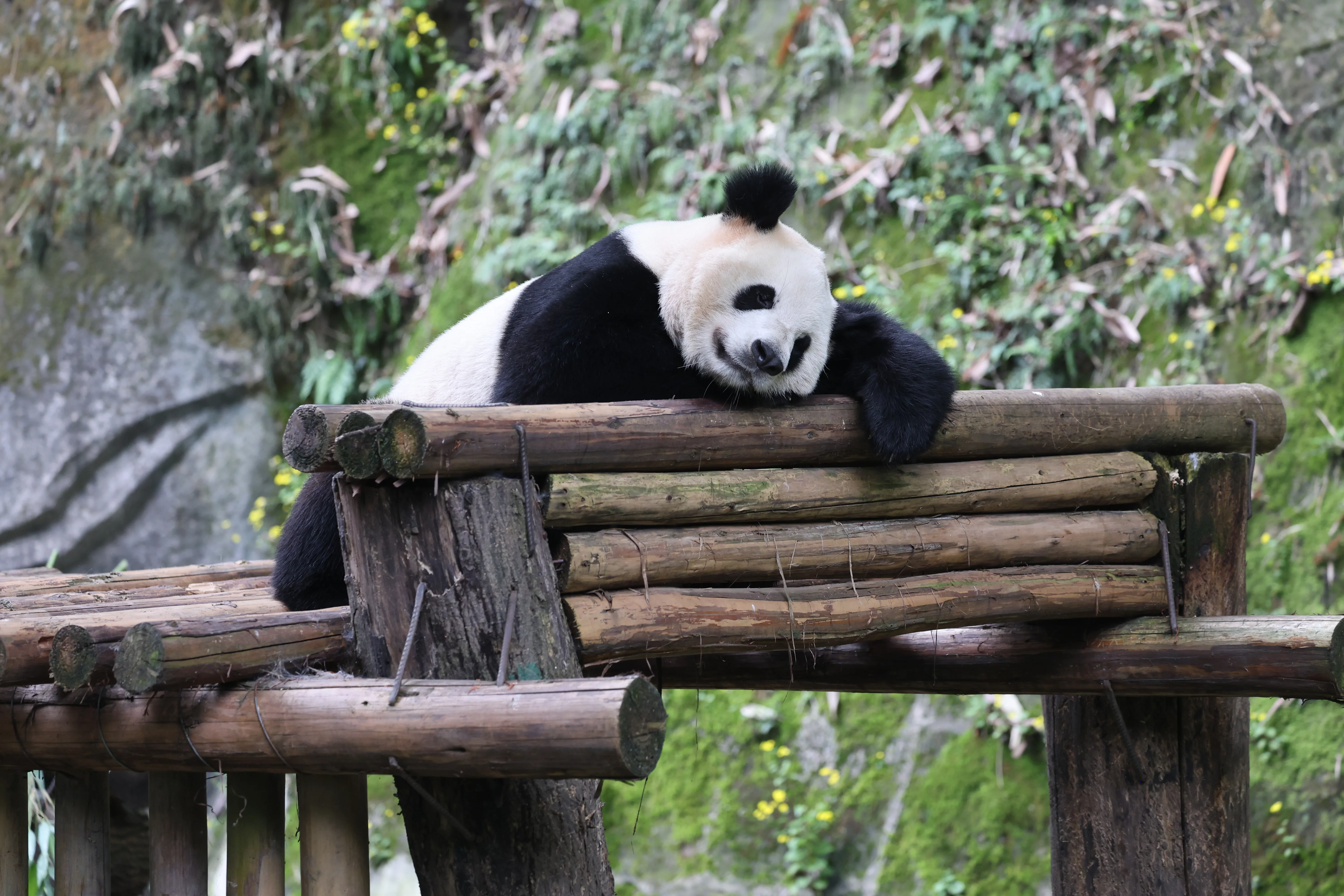 Chongqing Zoo