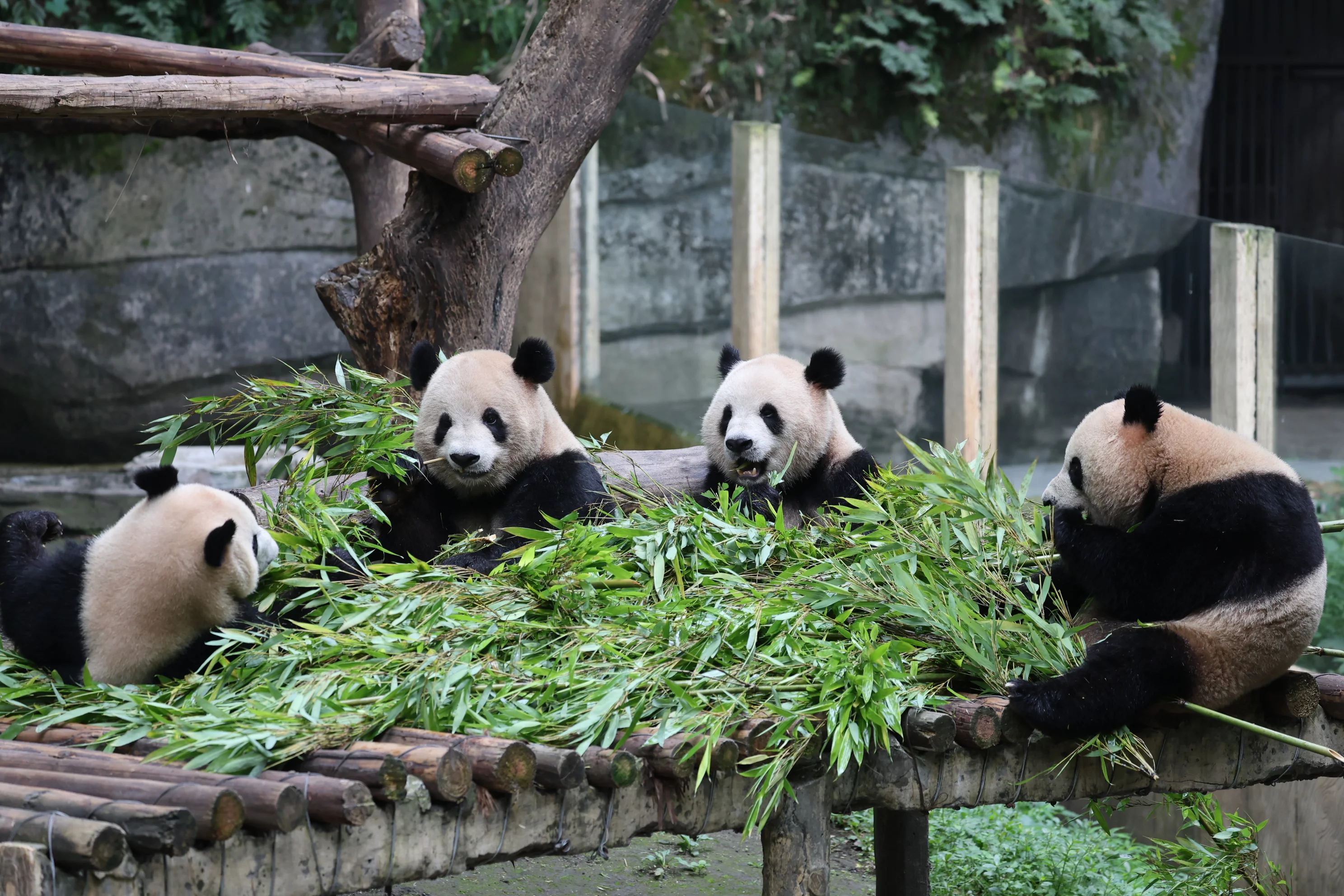 Chongqing Zoo