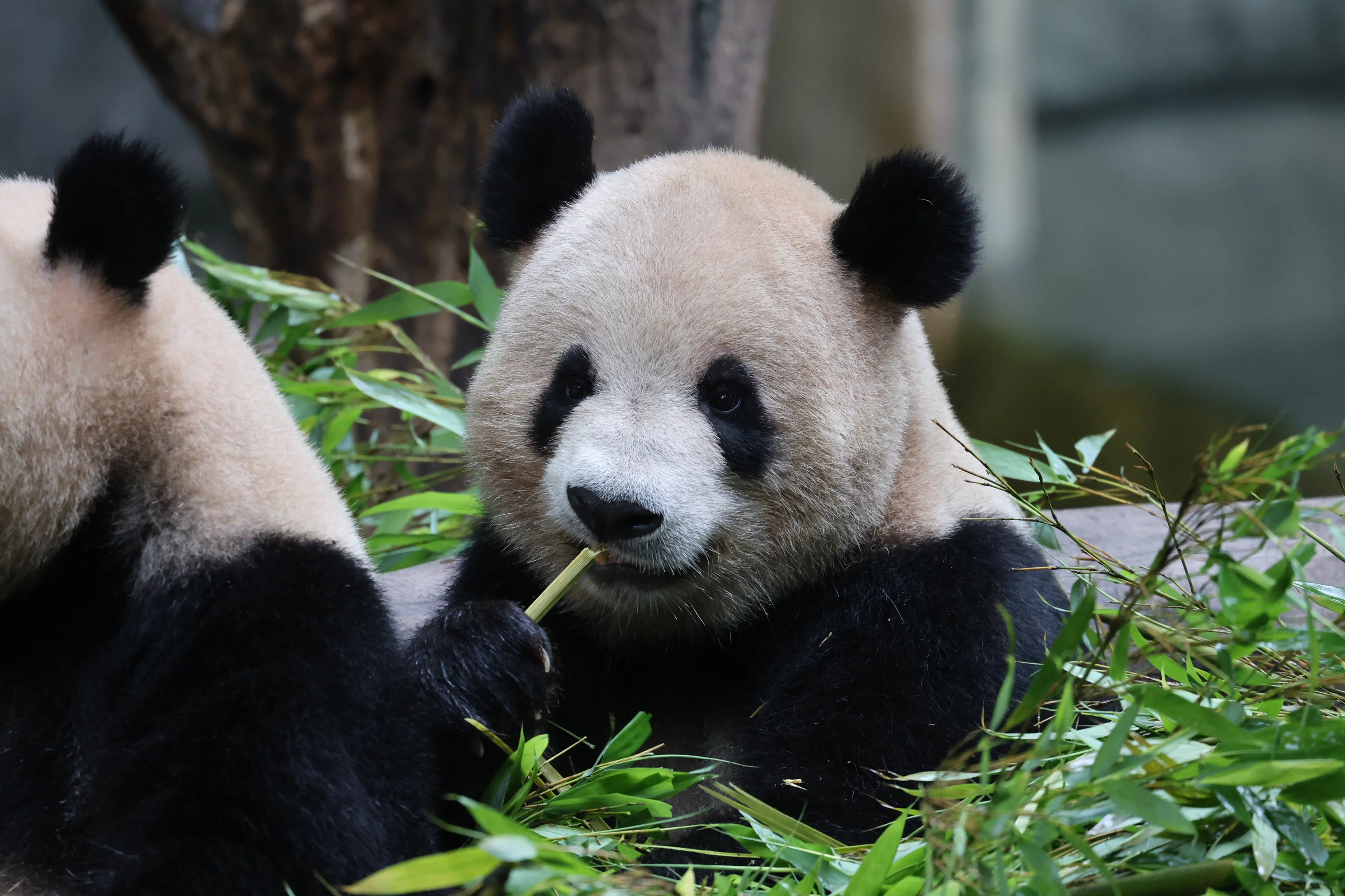 Chongqing Zoo