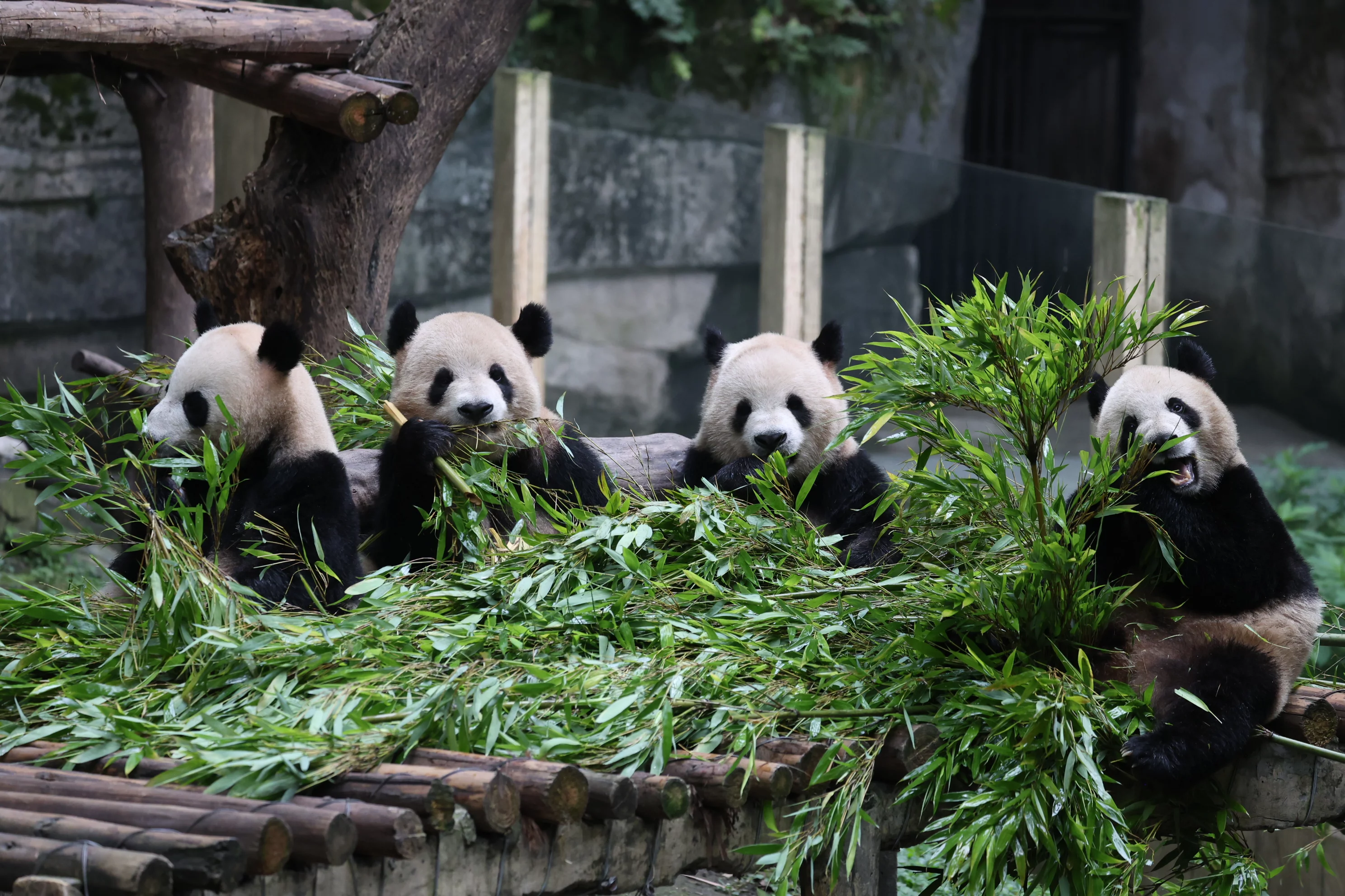 Chongqing Zoo