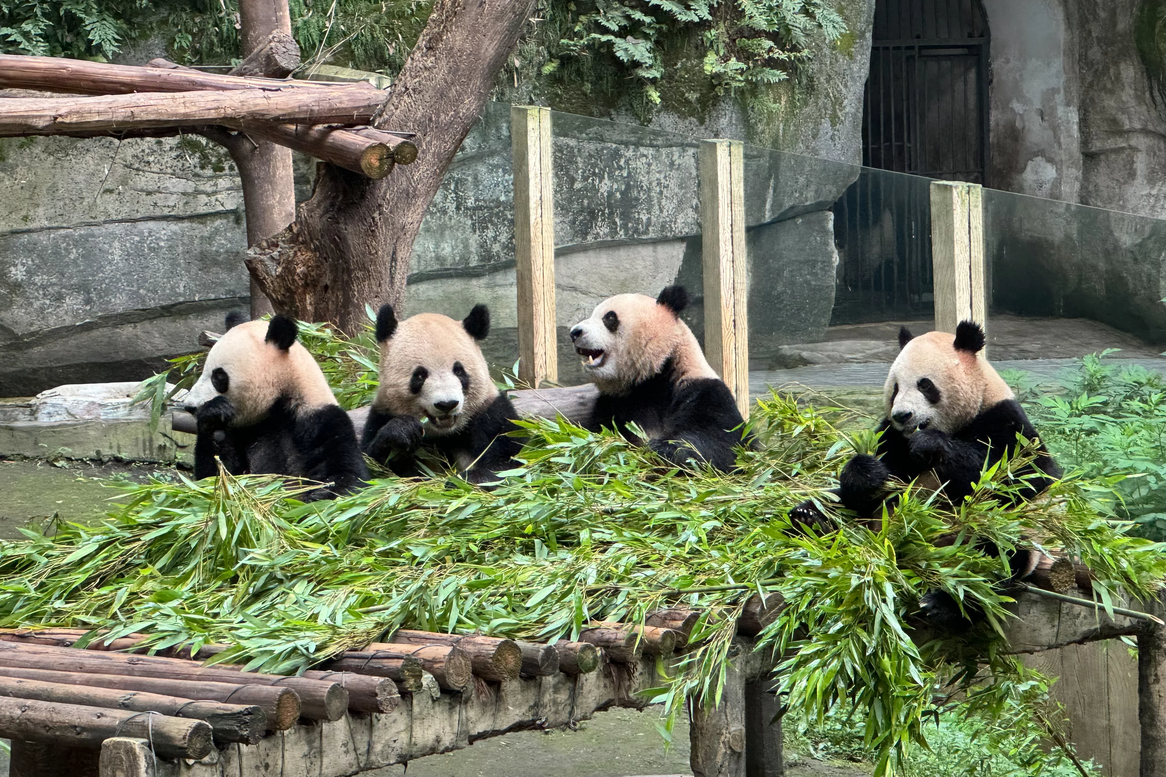 Chongqing Zoo