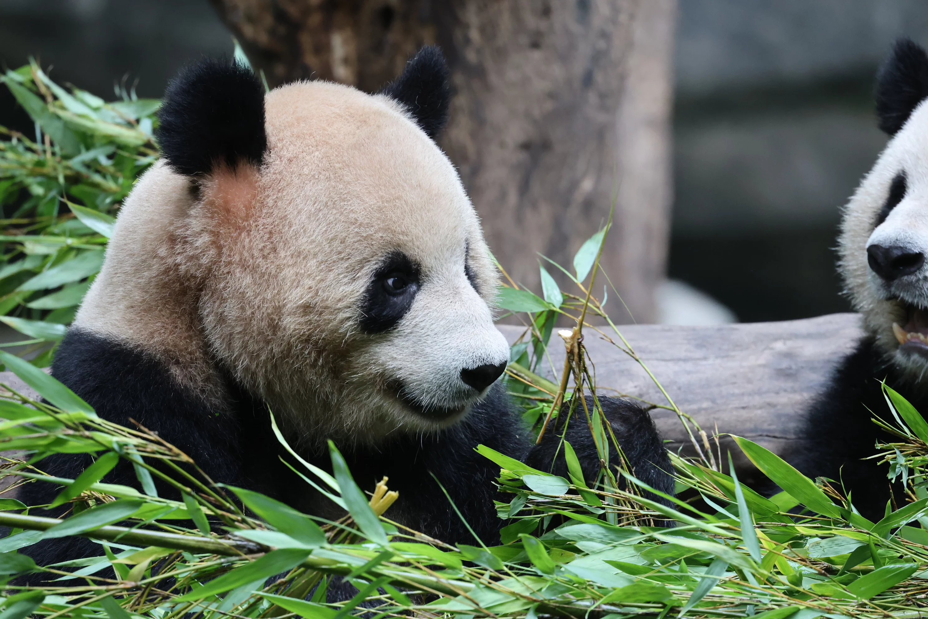 Chongqing Zoo