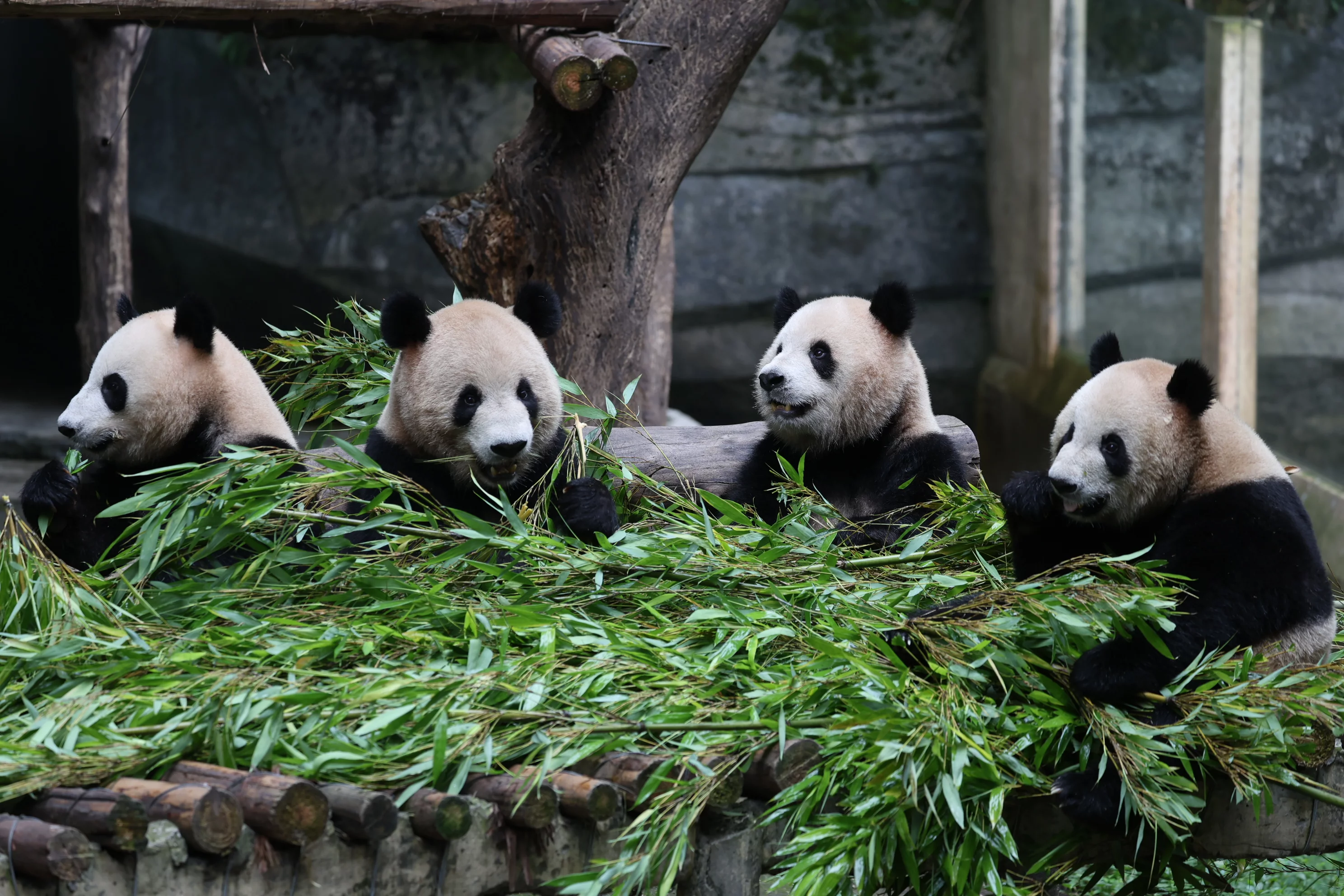 Chongqing Zoo