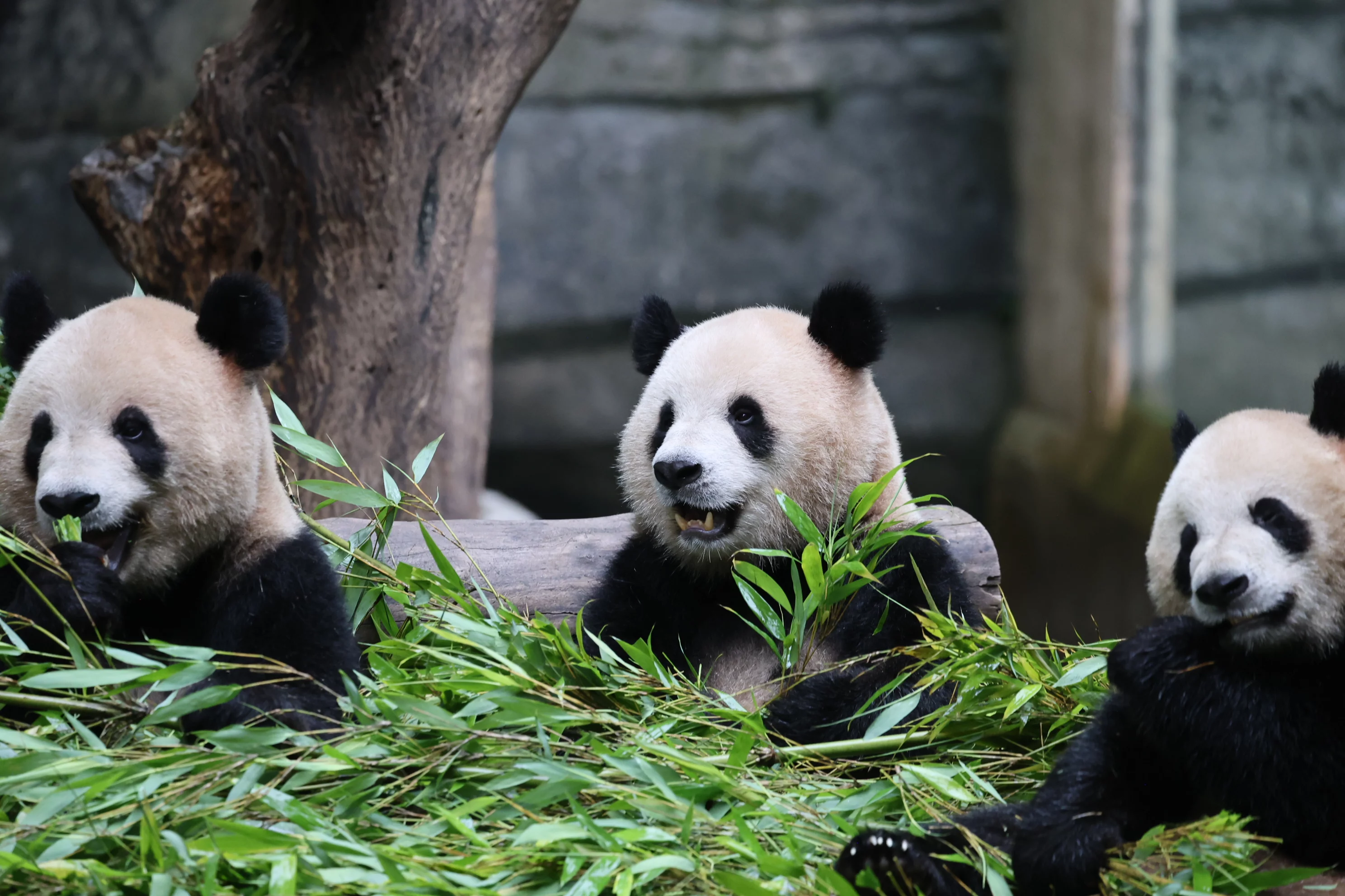 Chongqing Zoo