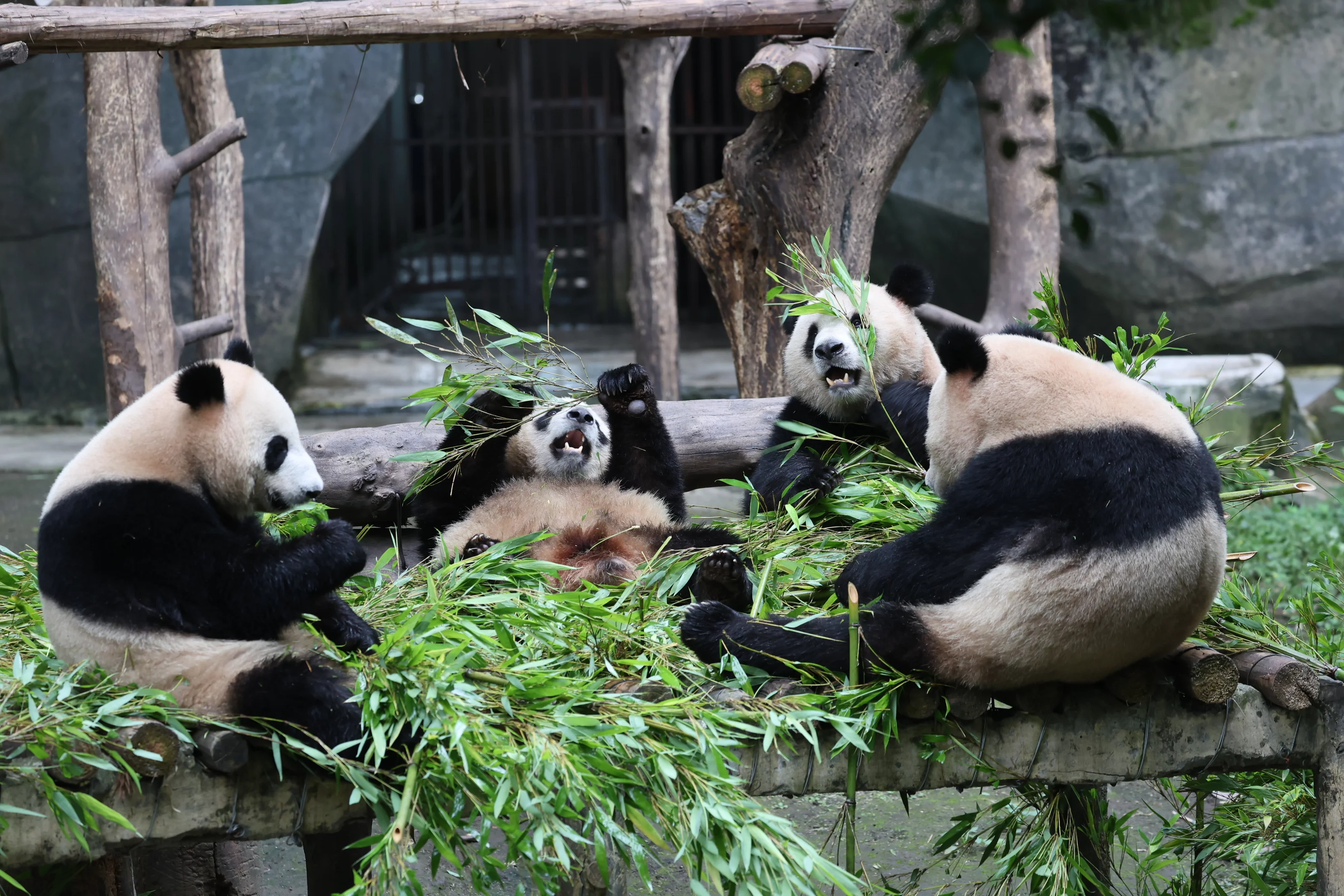 Chongqing Zoo