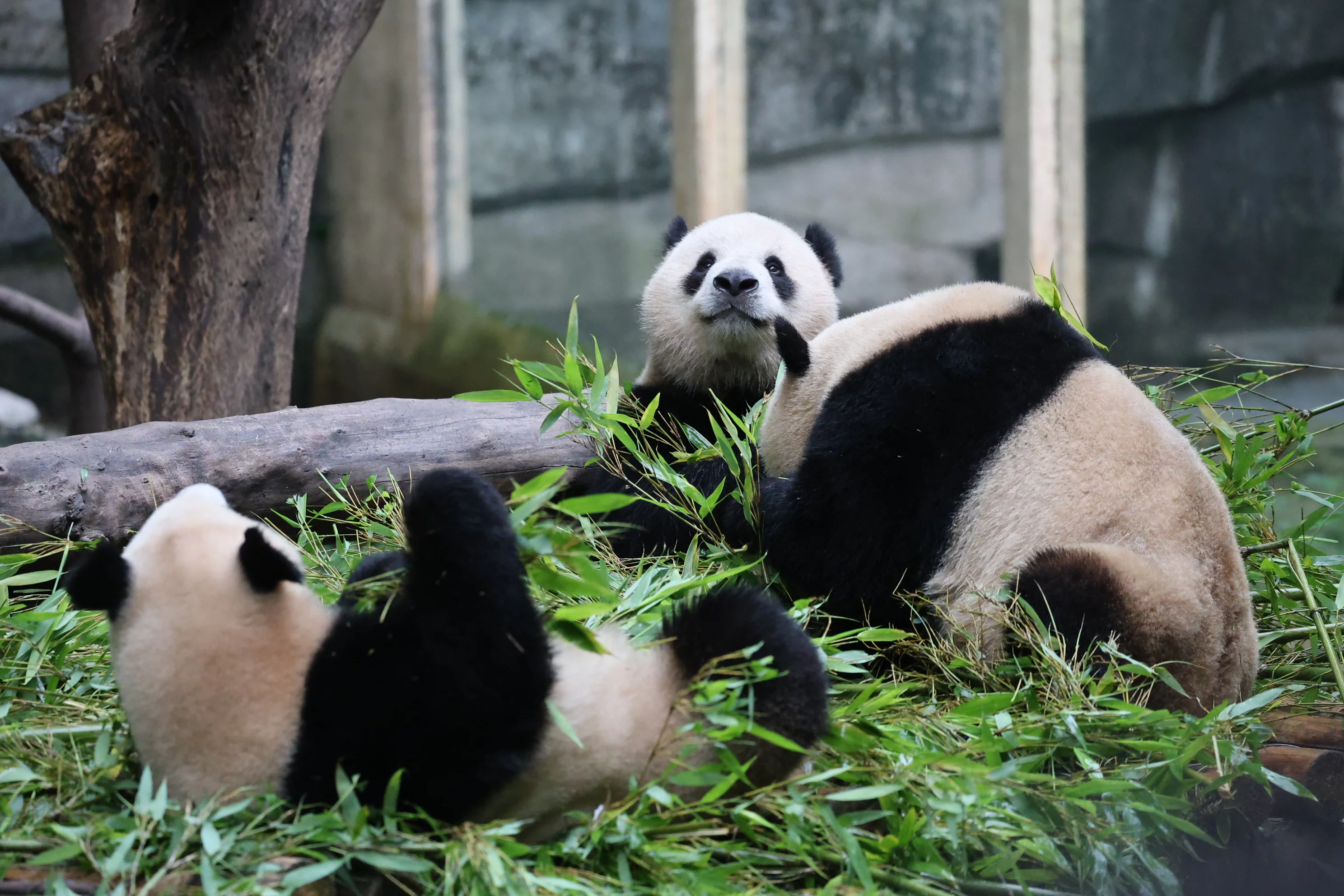 Chongqing Zoo