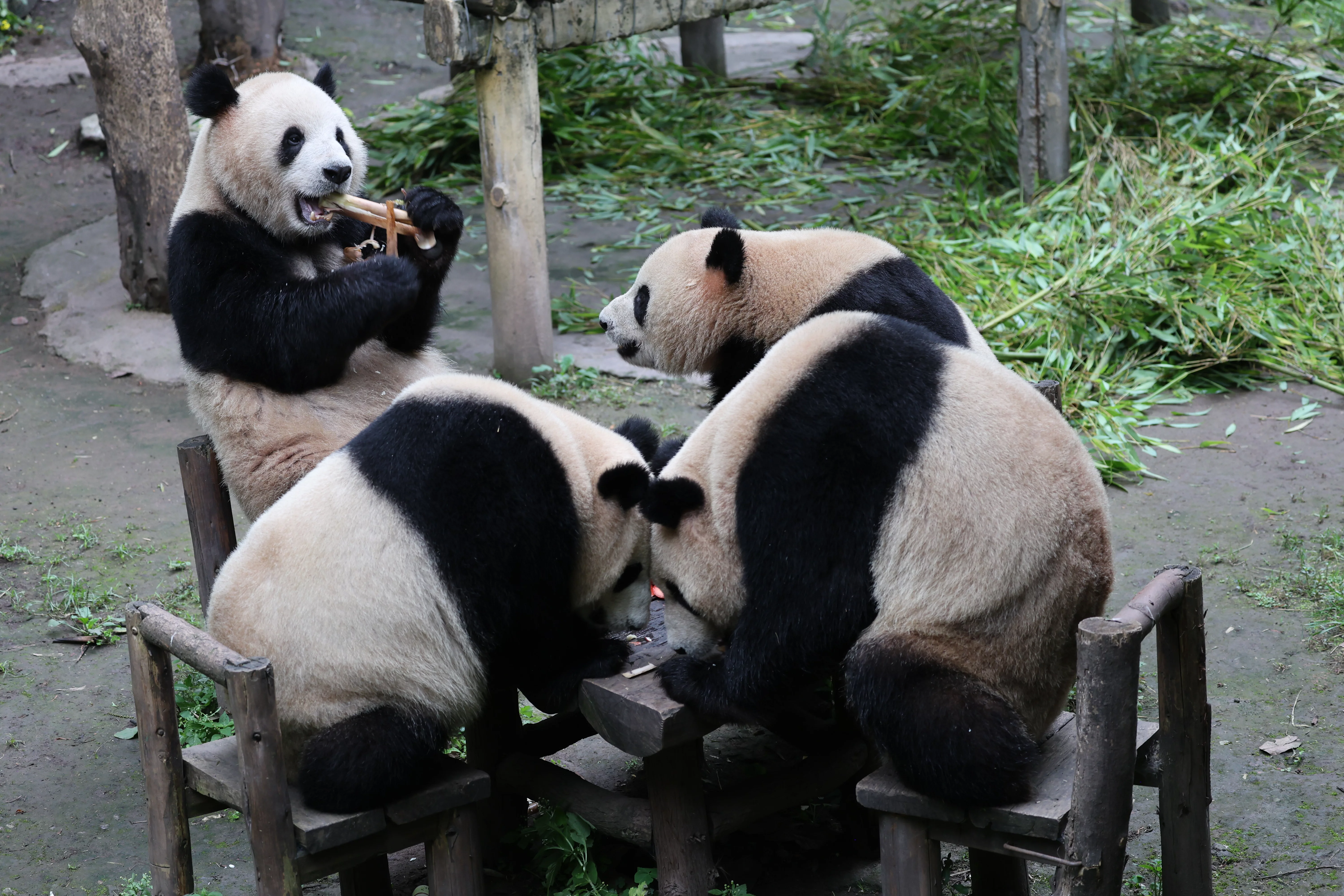 Chongqing Zoo