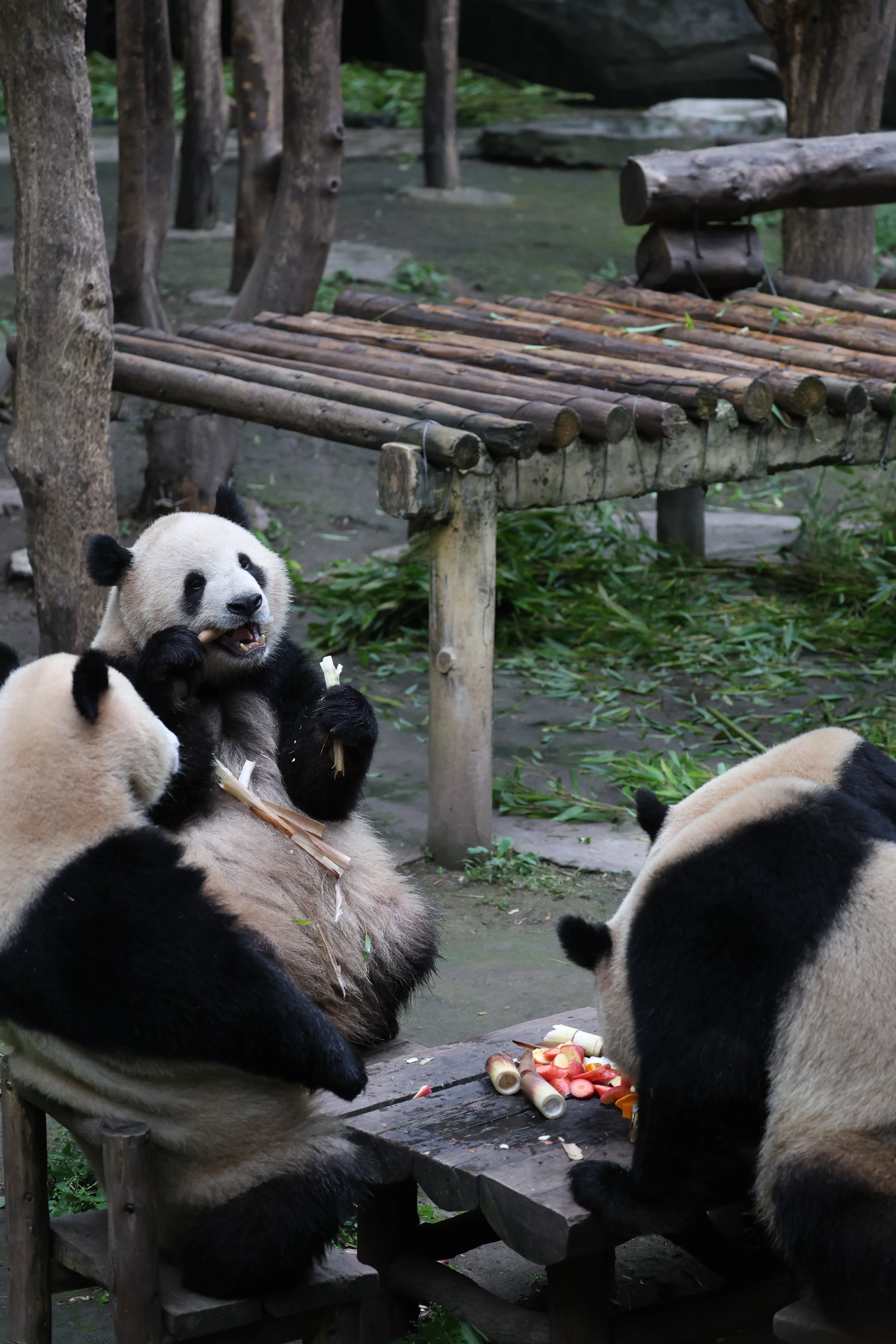 Chongqing Zoo