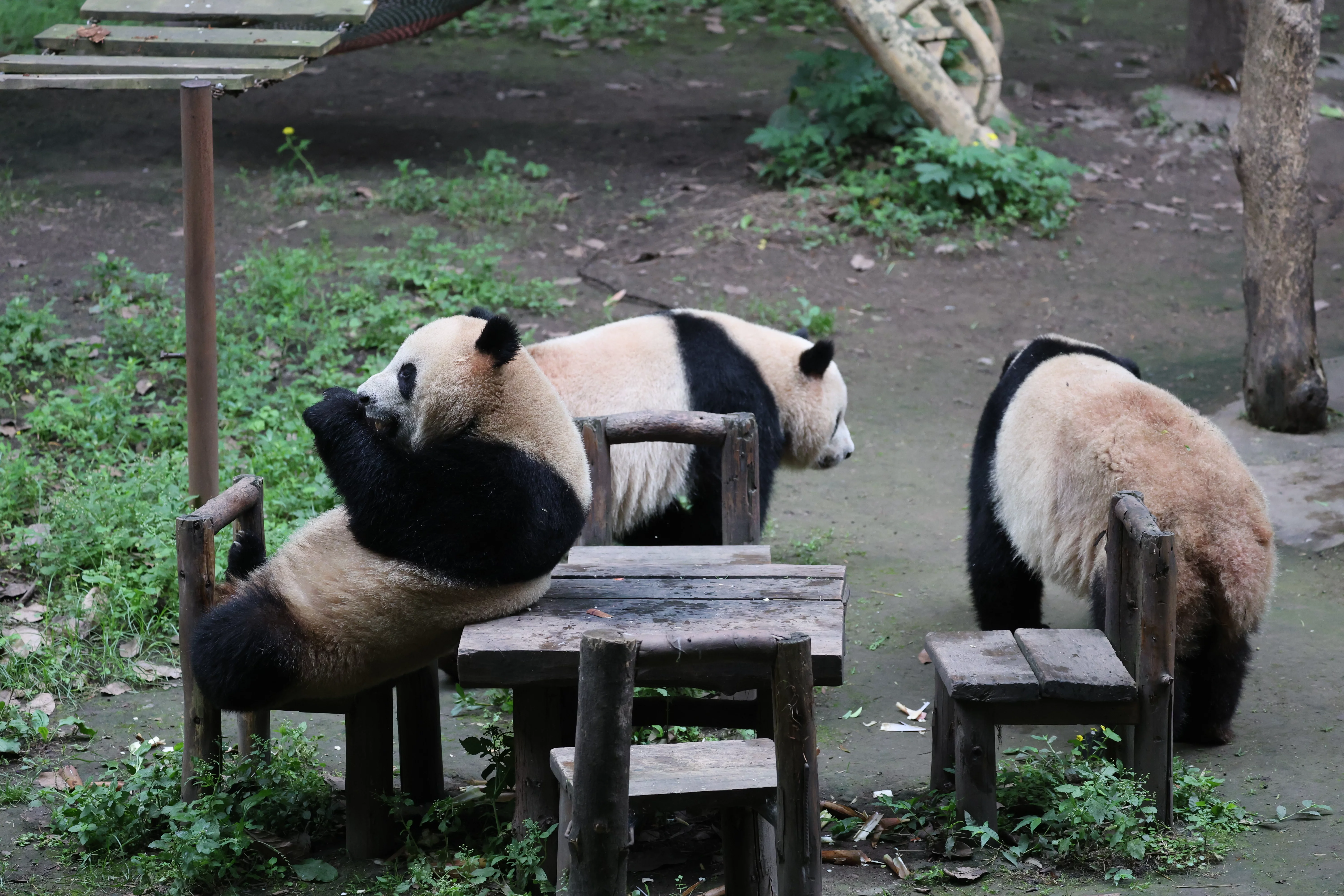 Chongqing Zoo