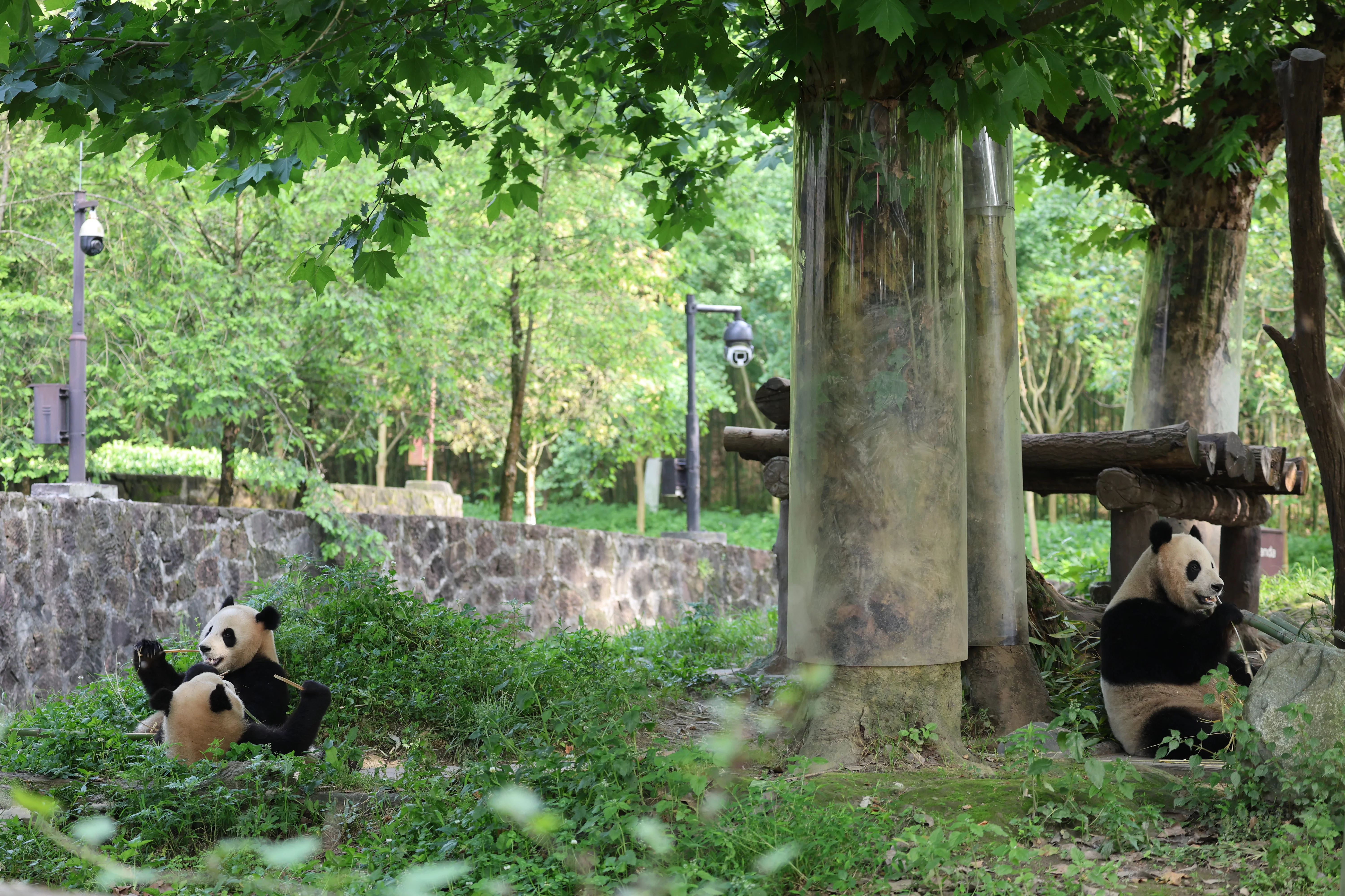 Du Jiang Yan Base of CCRCGP