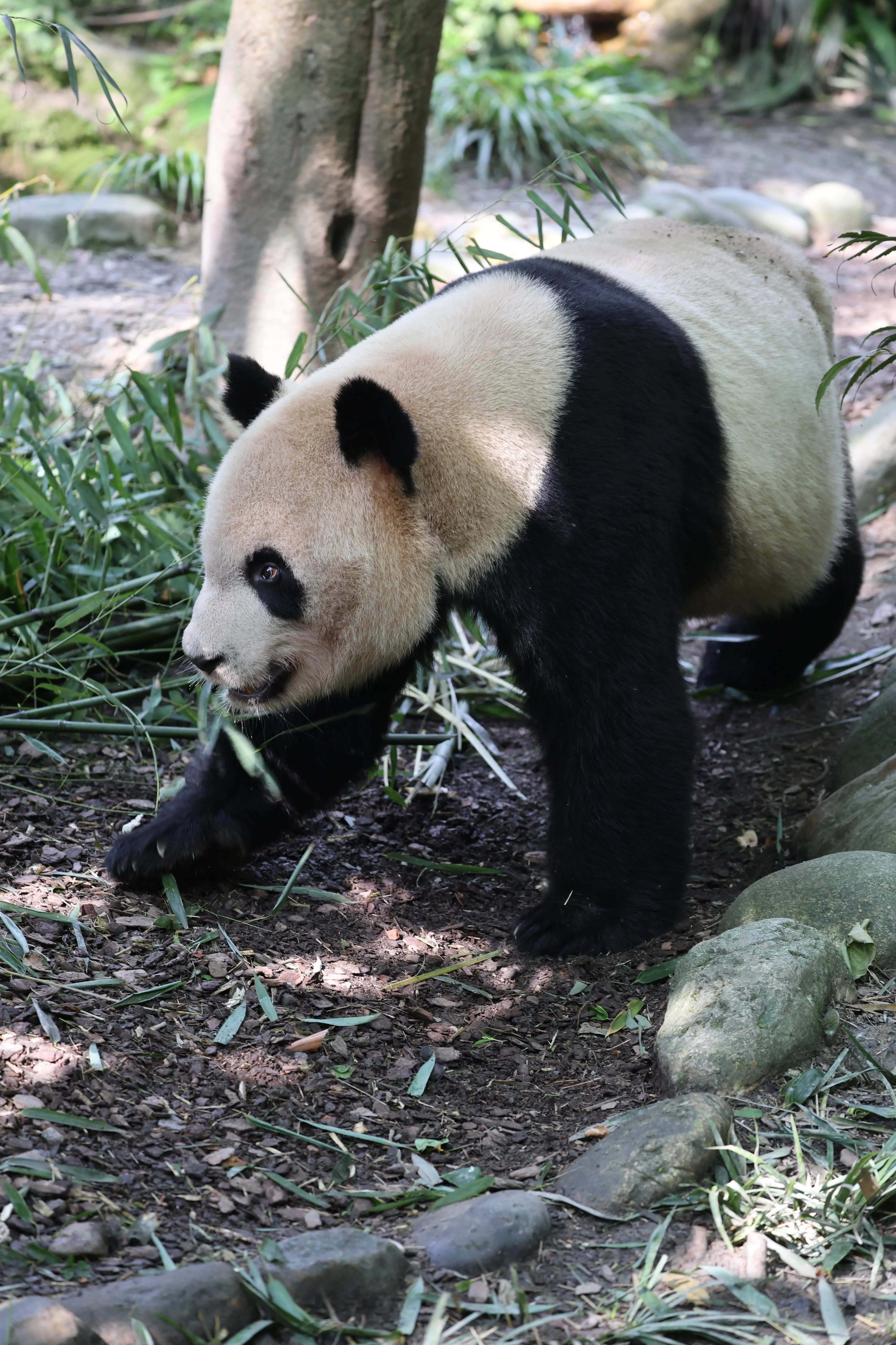 Chengdu Field Research Centre for Giant Pandas of CRBGPB