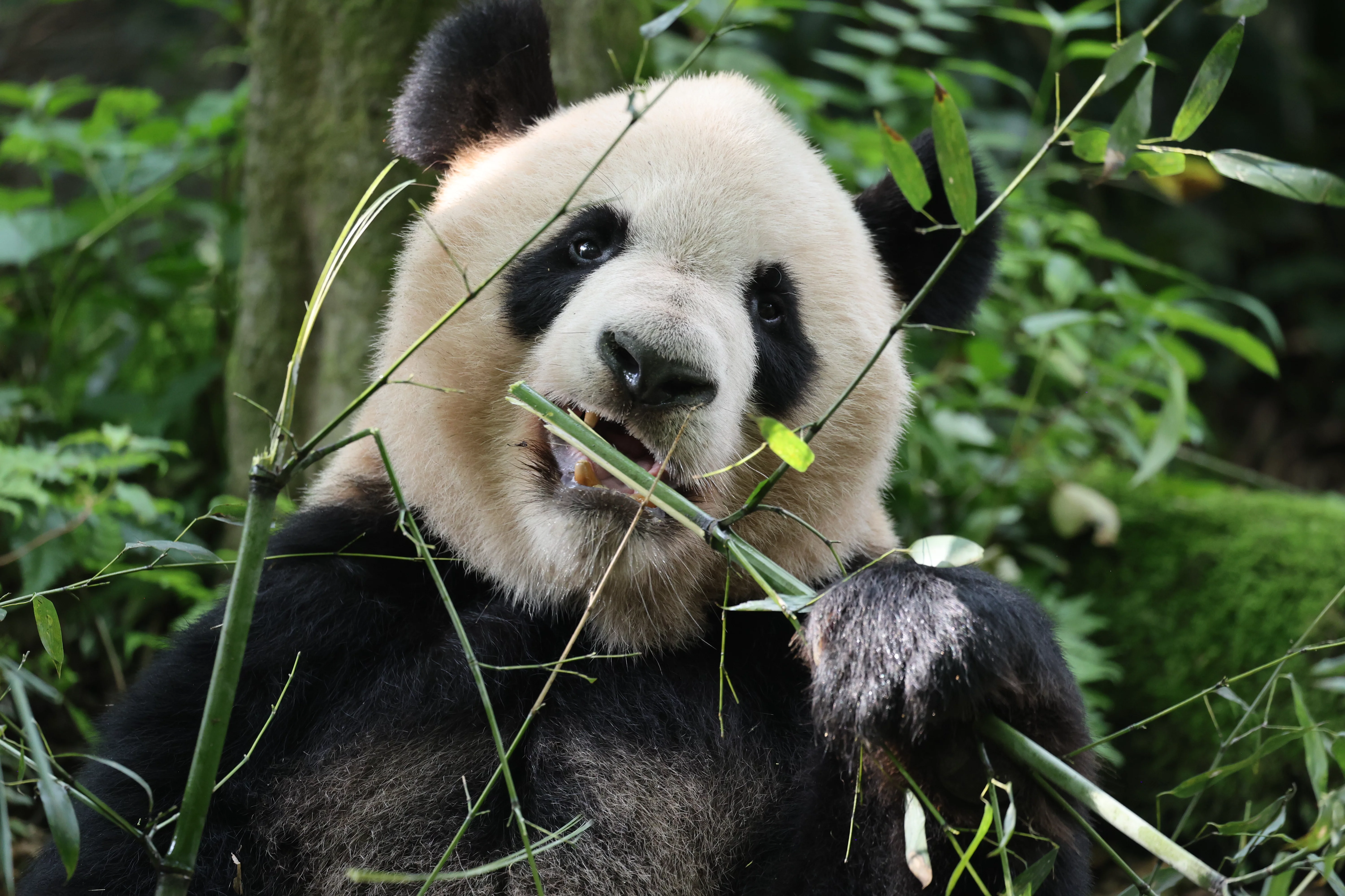 Chengdu Field Research Centre for Giant Pandas of CRBGPB