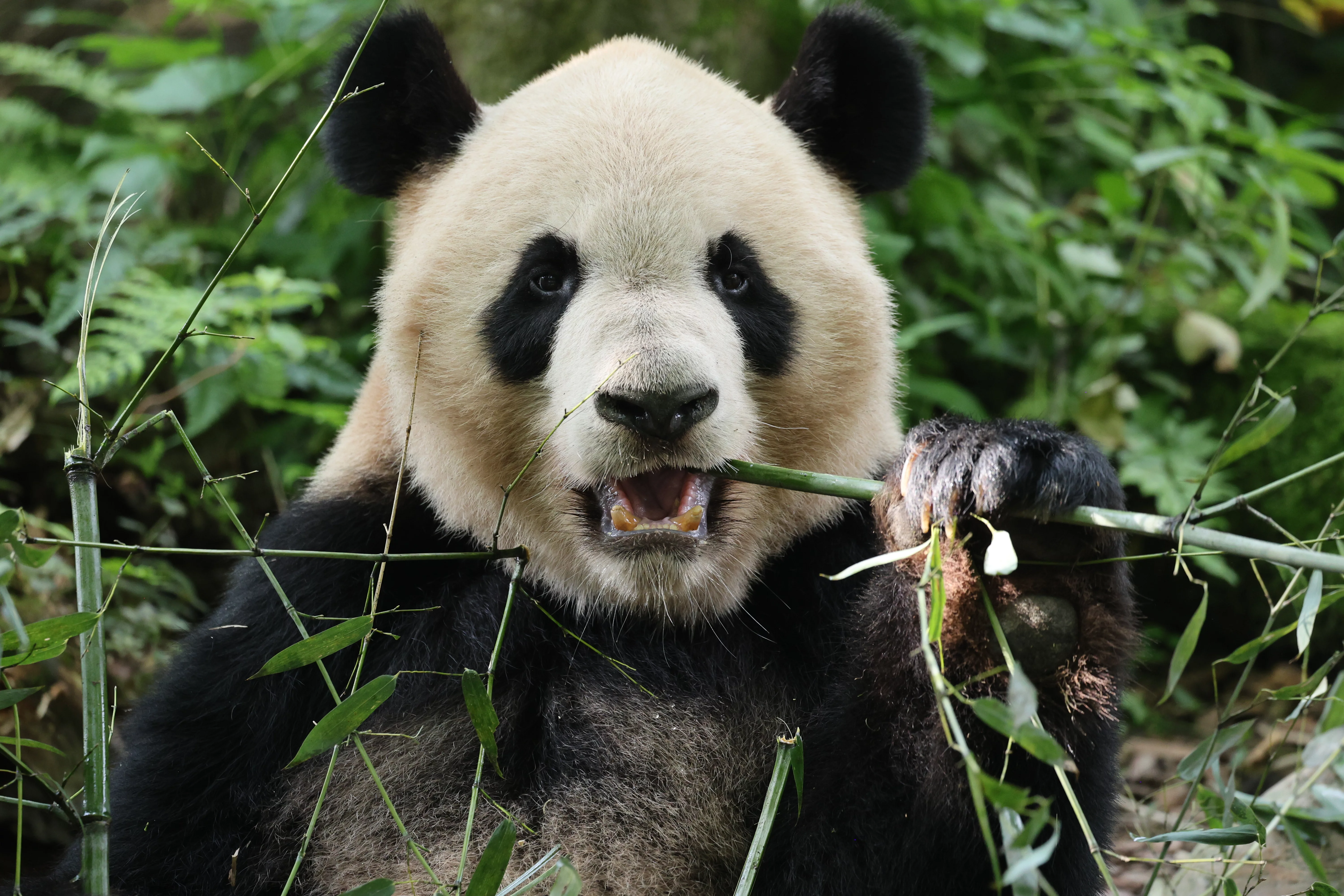 Chengdu Field Research Centre for Giant Pandas of CRBGPB