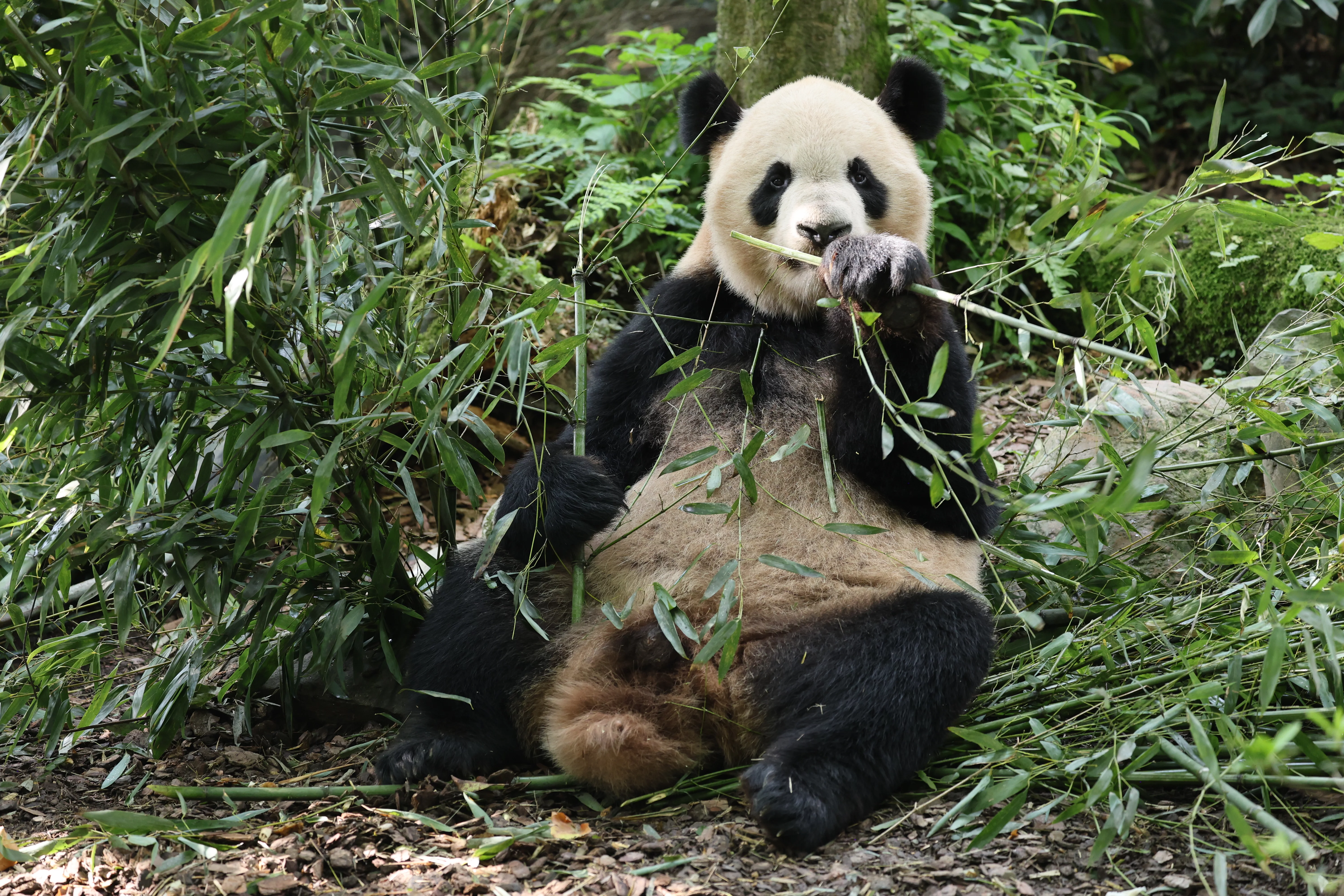 Chengdu Field Research Centre for Giant Pandas of CRBGPB