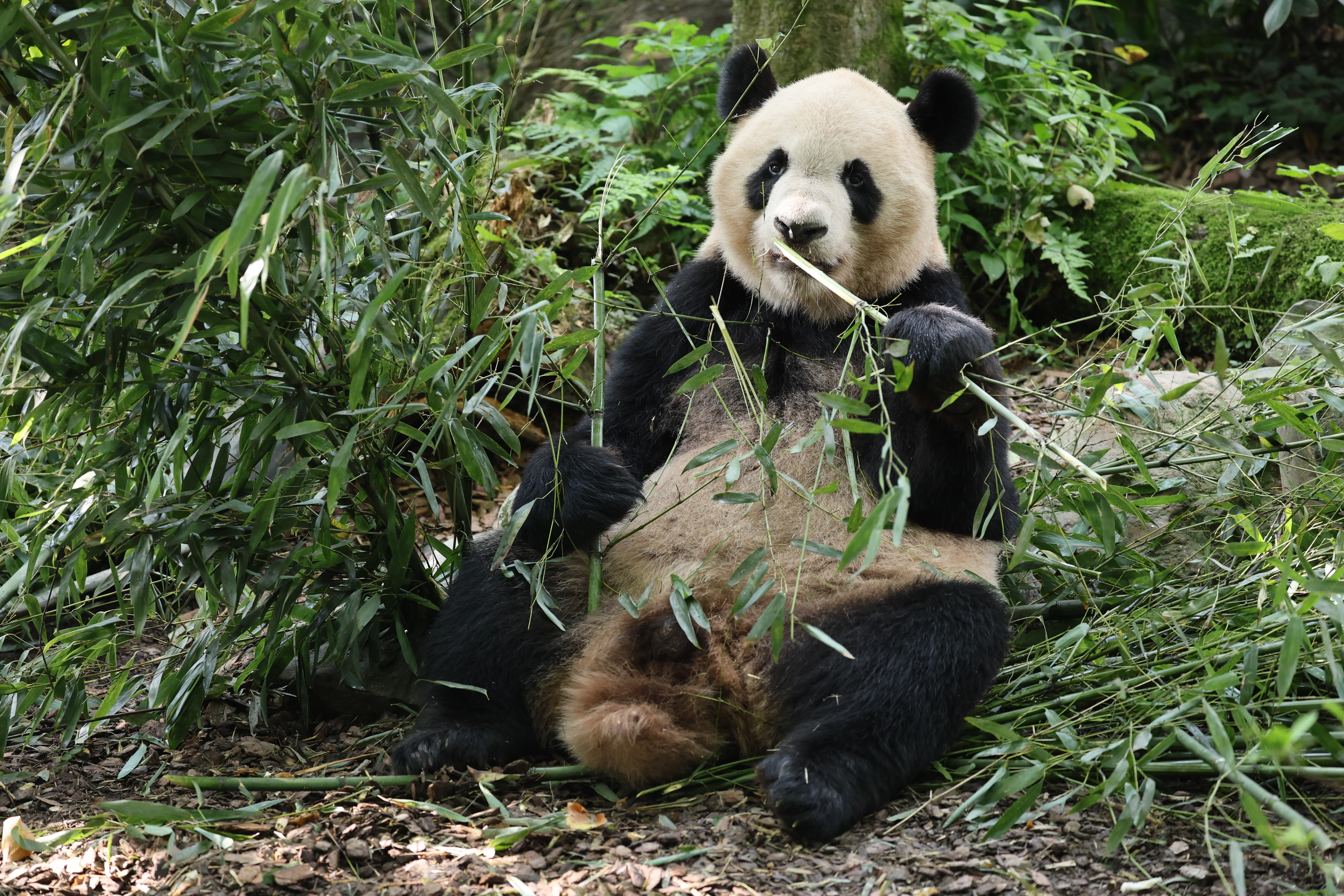 Chengdu Field Research Centre for Giant Pandas of CRBGPB