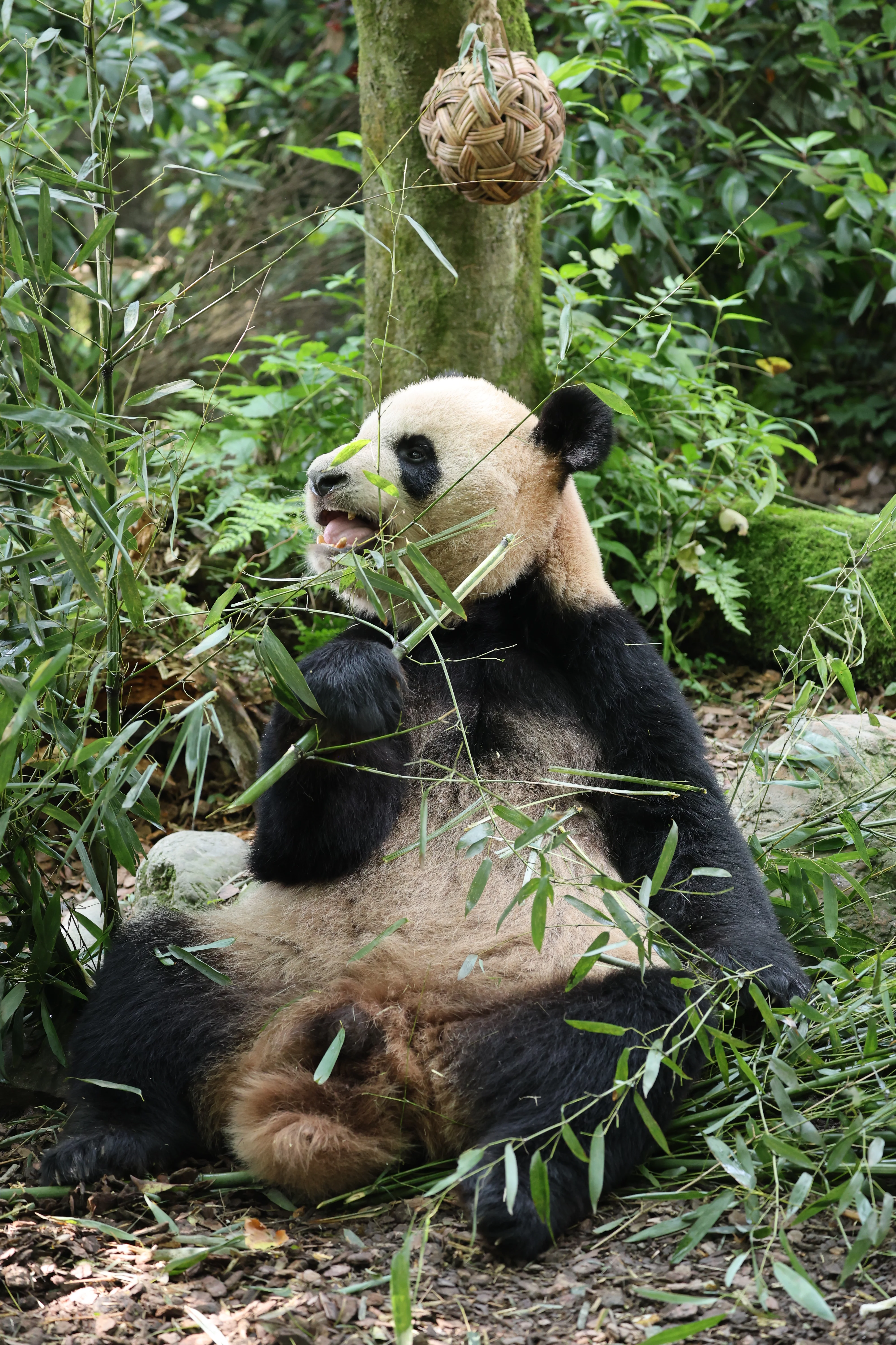 Chengdu Field Research Centre for Giant Pandas of CRBGPB