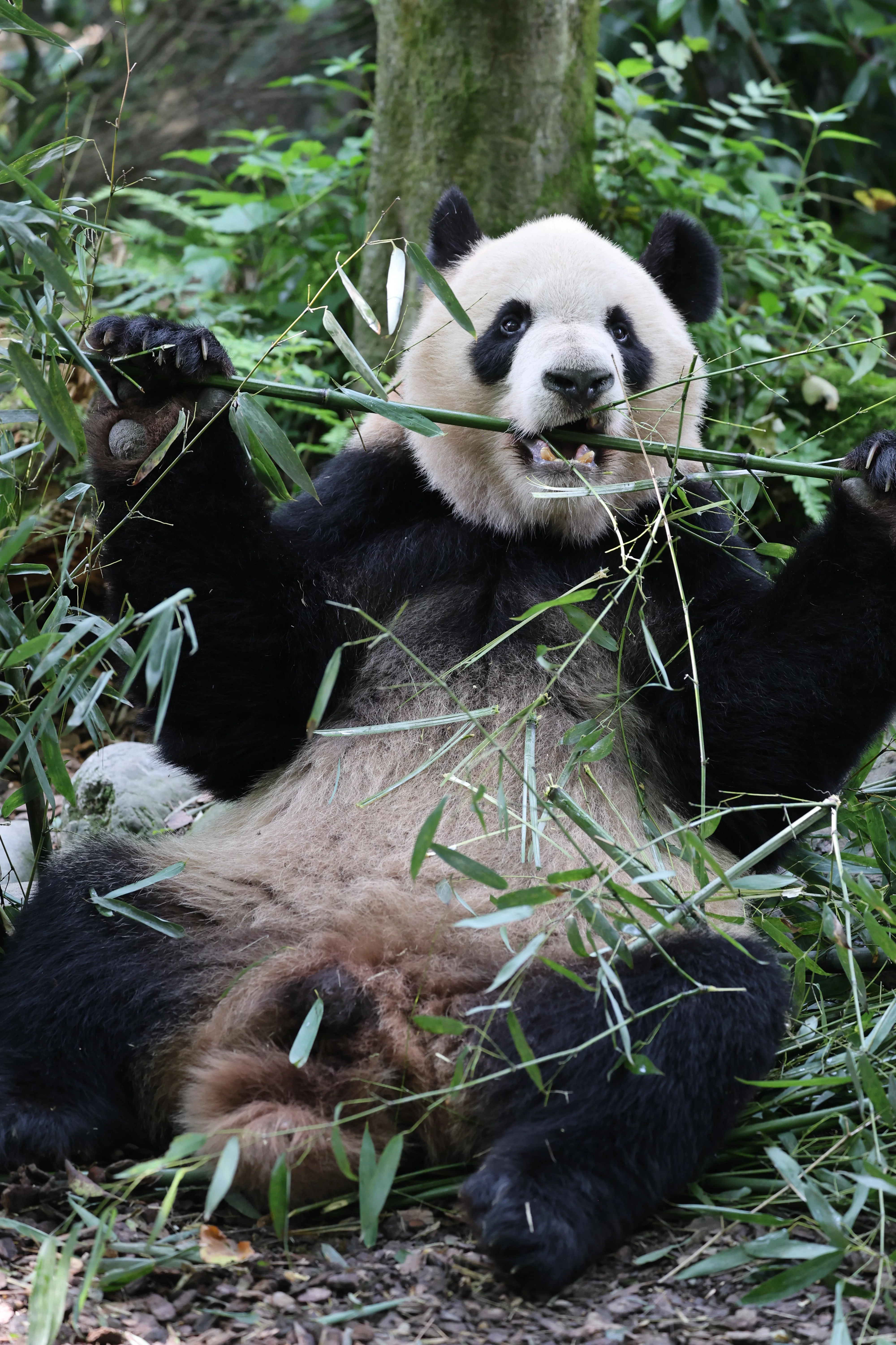 Chengdu Field Research Centre for Giant Pandas of CRBGPB
