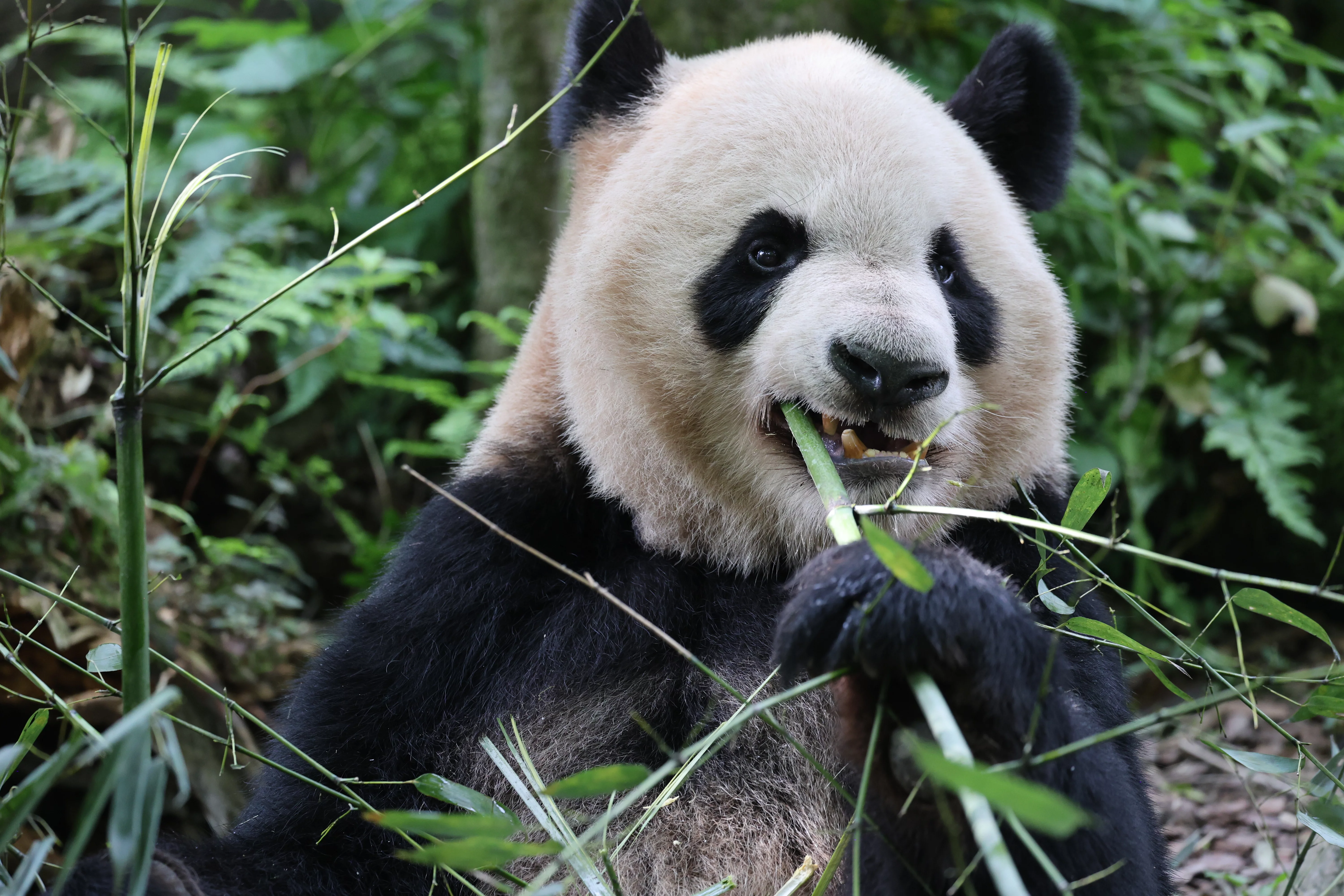 Chengdu Field Research Centre for Giant Pandas of CRBGPB