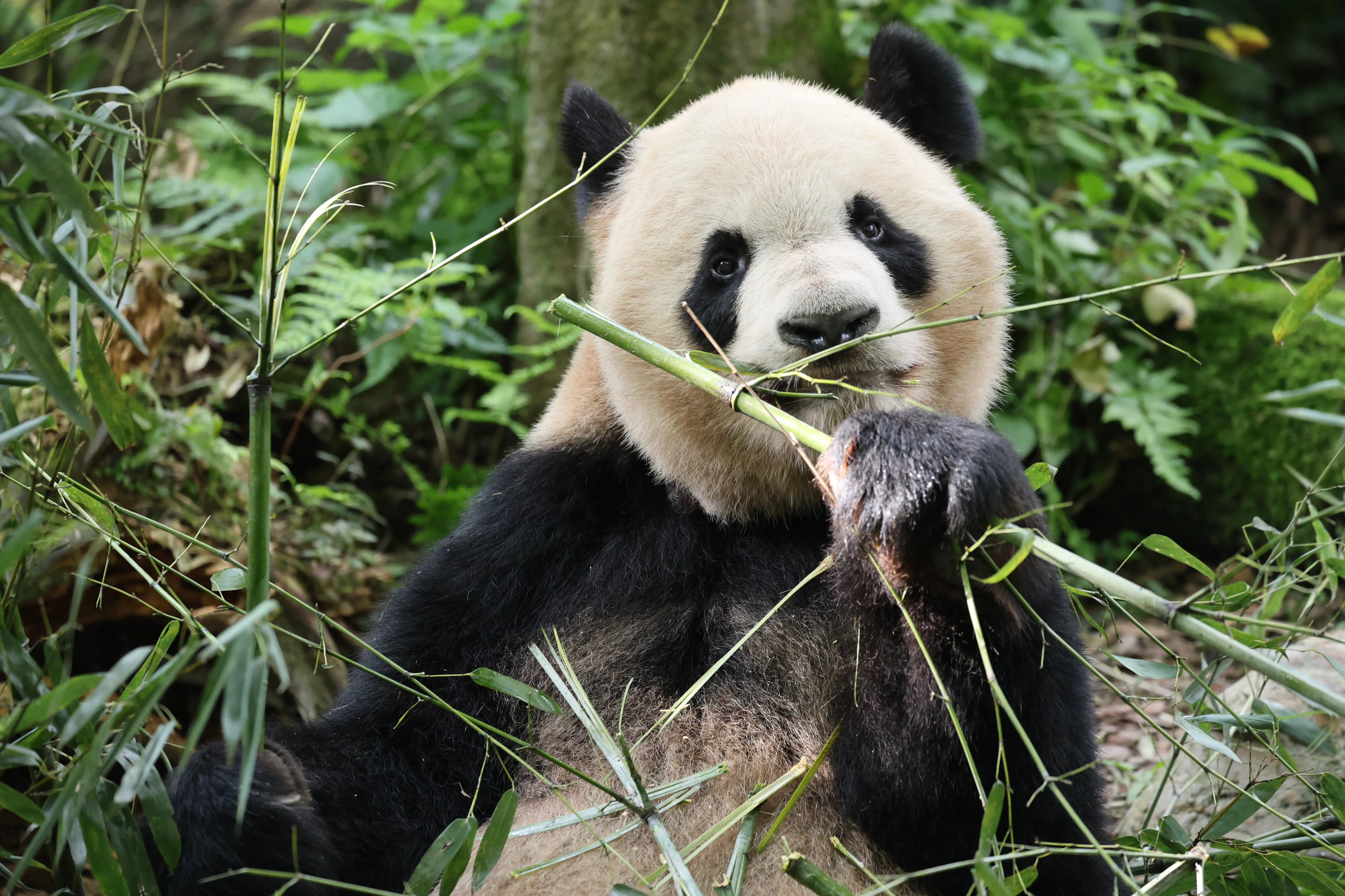 Chengdu Field Research Centre for Giant Pandas of CRBGPB