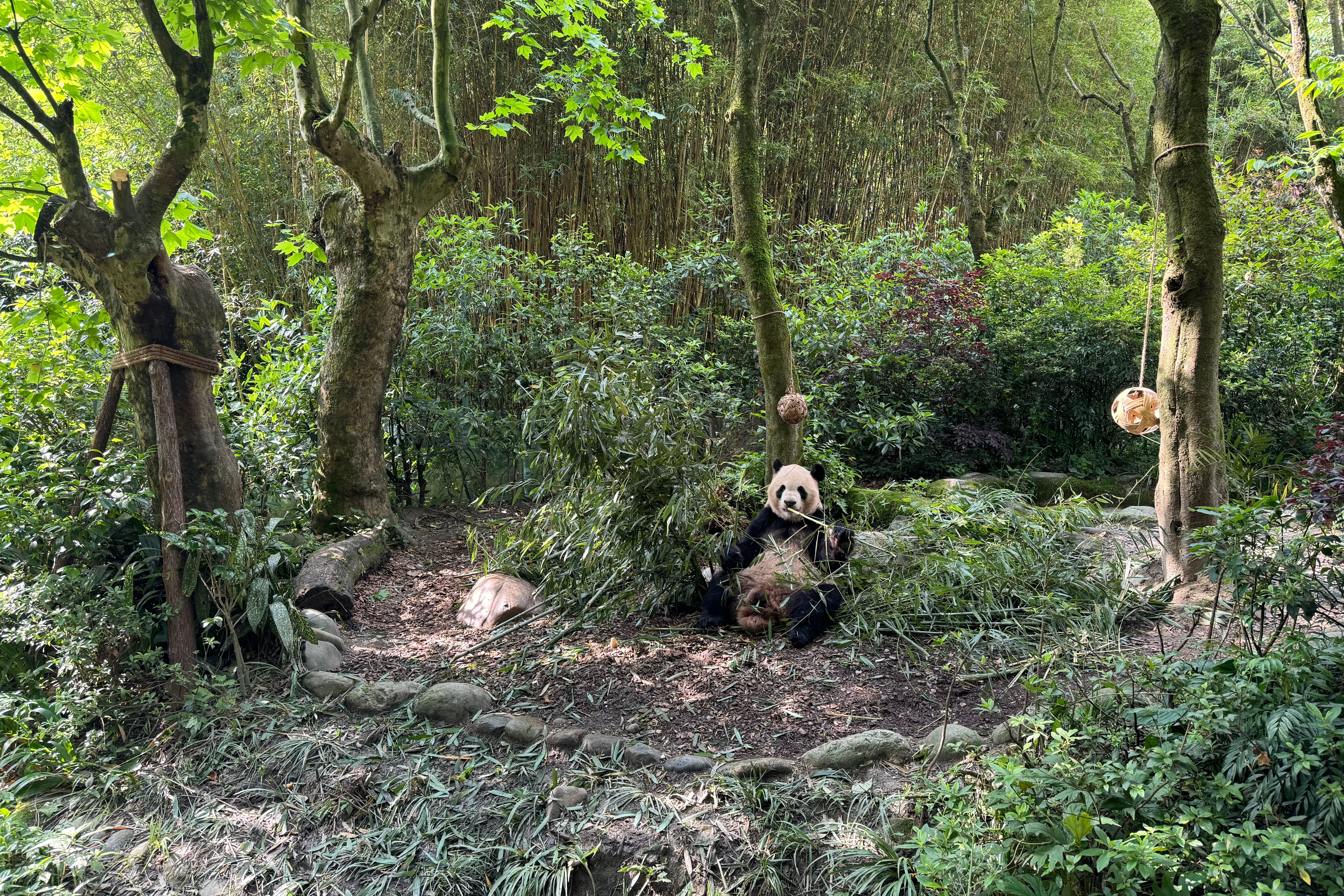 Chengdu Field Research Centre for Giant Pandas of CRBGPB