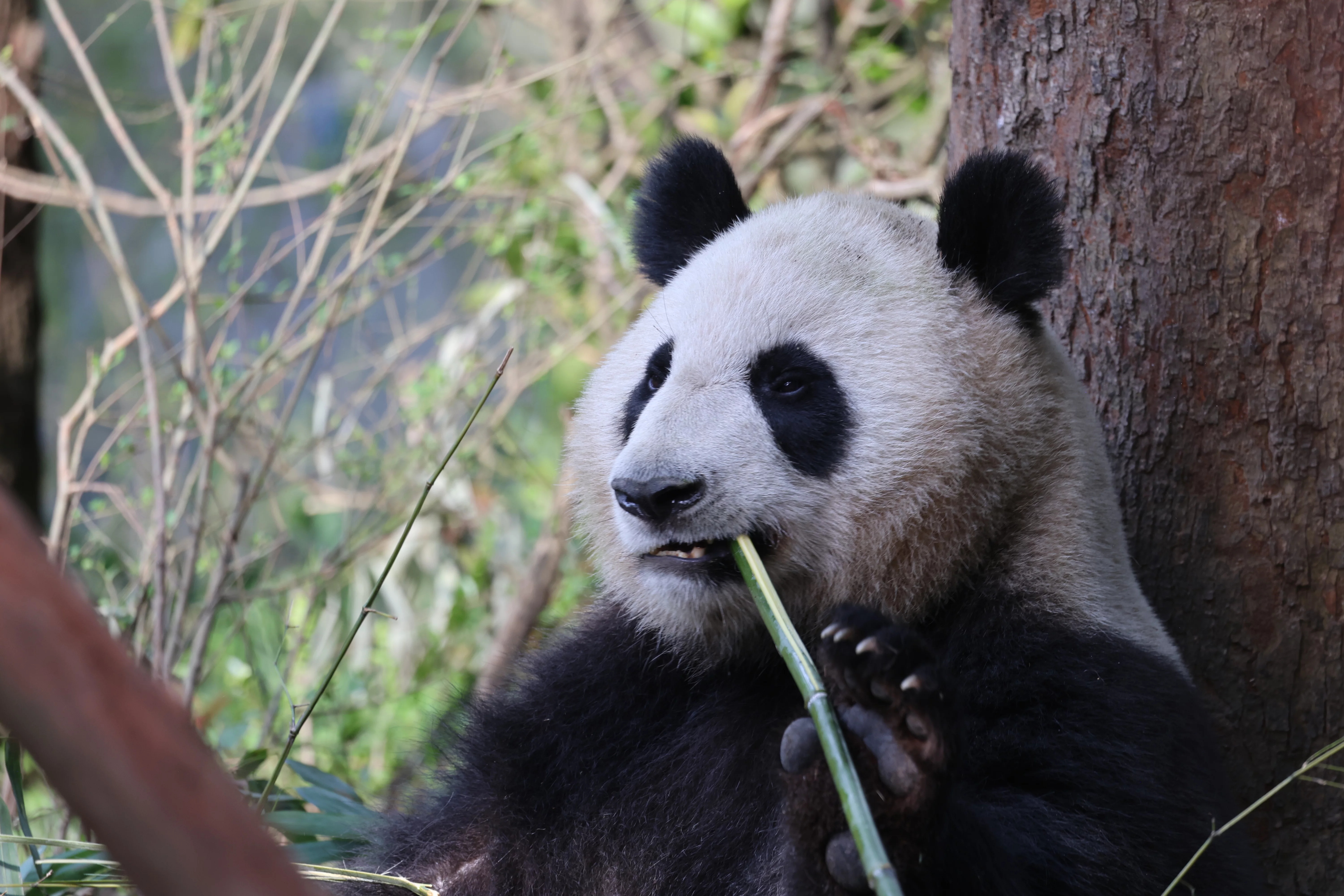Chengdu Field Research Centre for Giant Pandas of CRBGPB