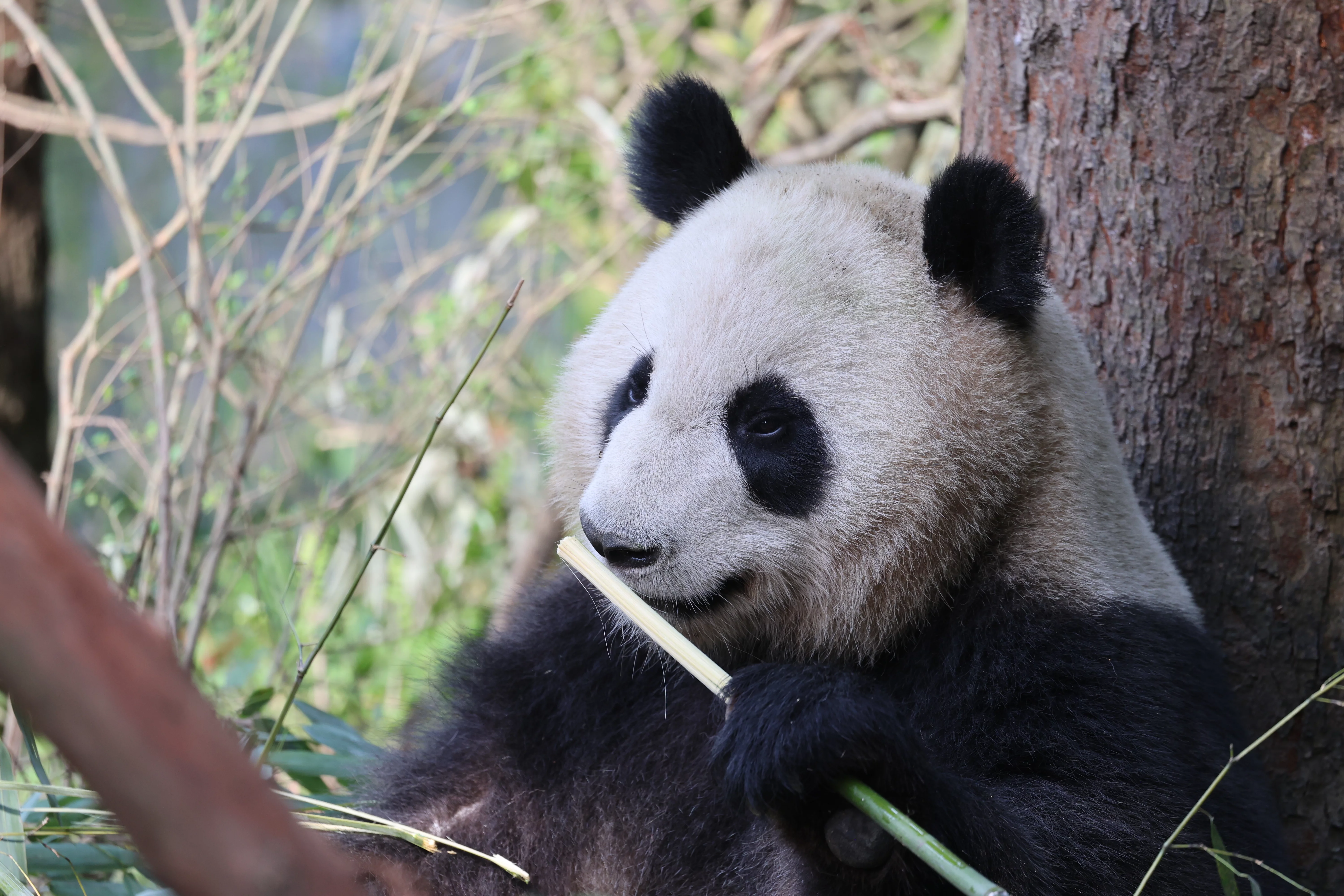 Chengdu Field Research Centre for Giant Pandas of CRBGPB