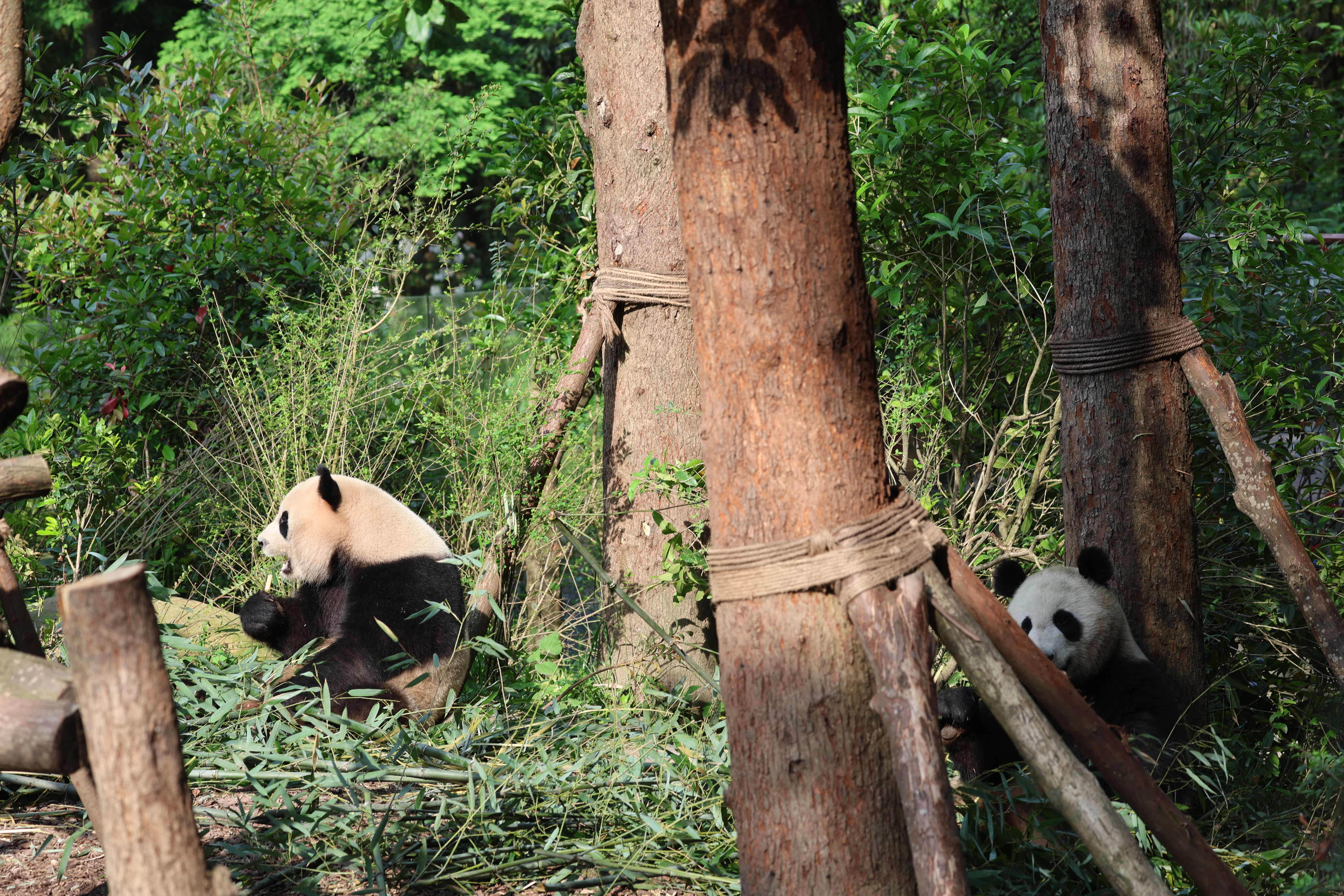 Chengdu Field Research Centre for Giant Pandas of CRBGPB