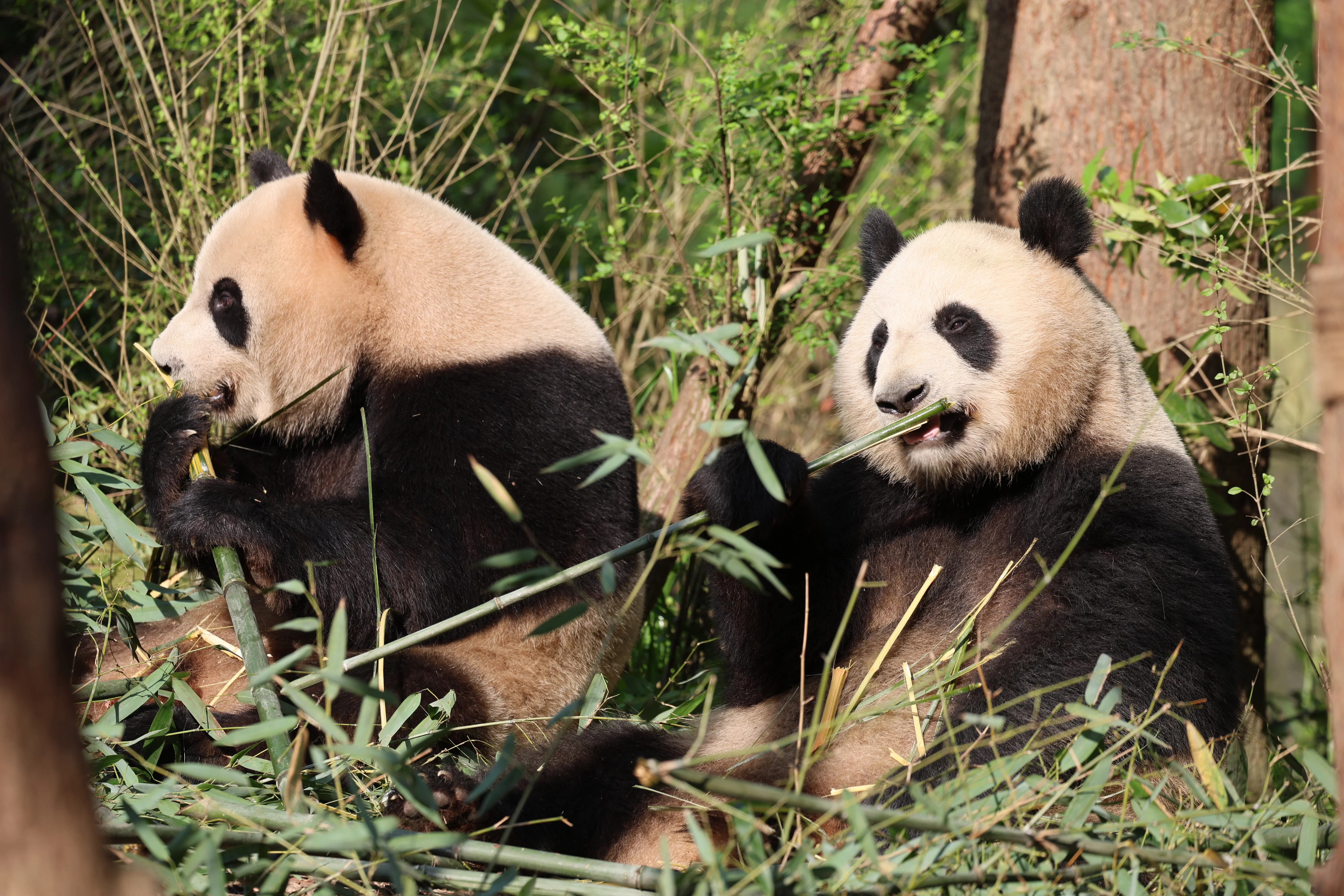 Chengdu Field Research Centre for Giant Pandas of CRBGPB