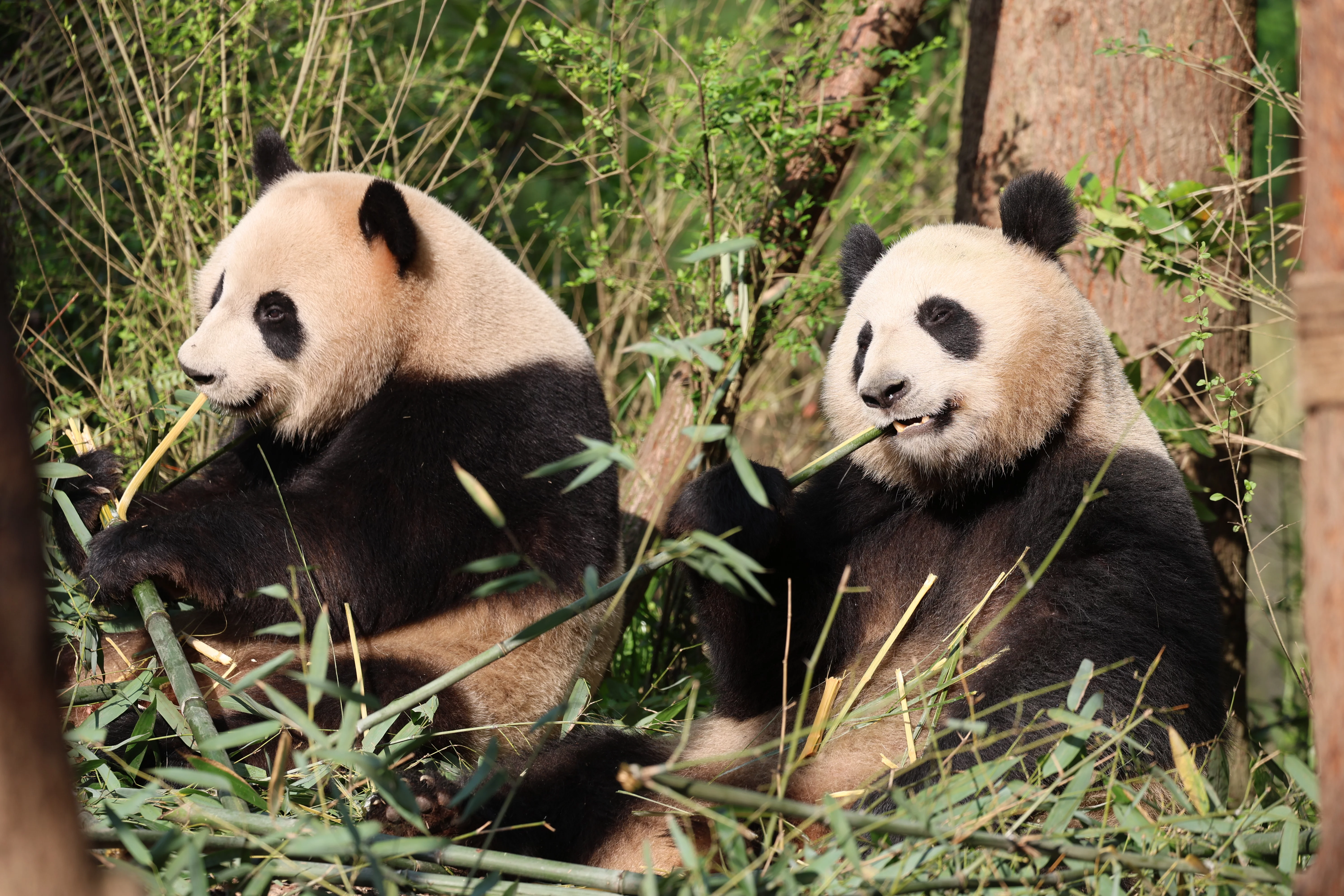 Chengdu Field Research Centre for Giant Pandas of CRBGPB