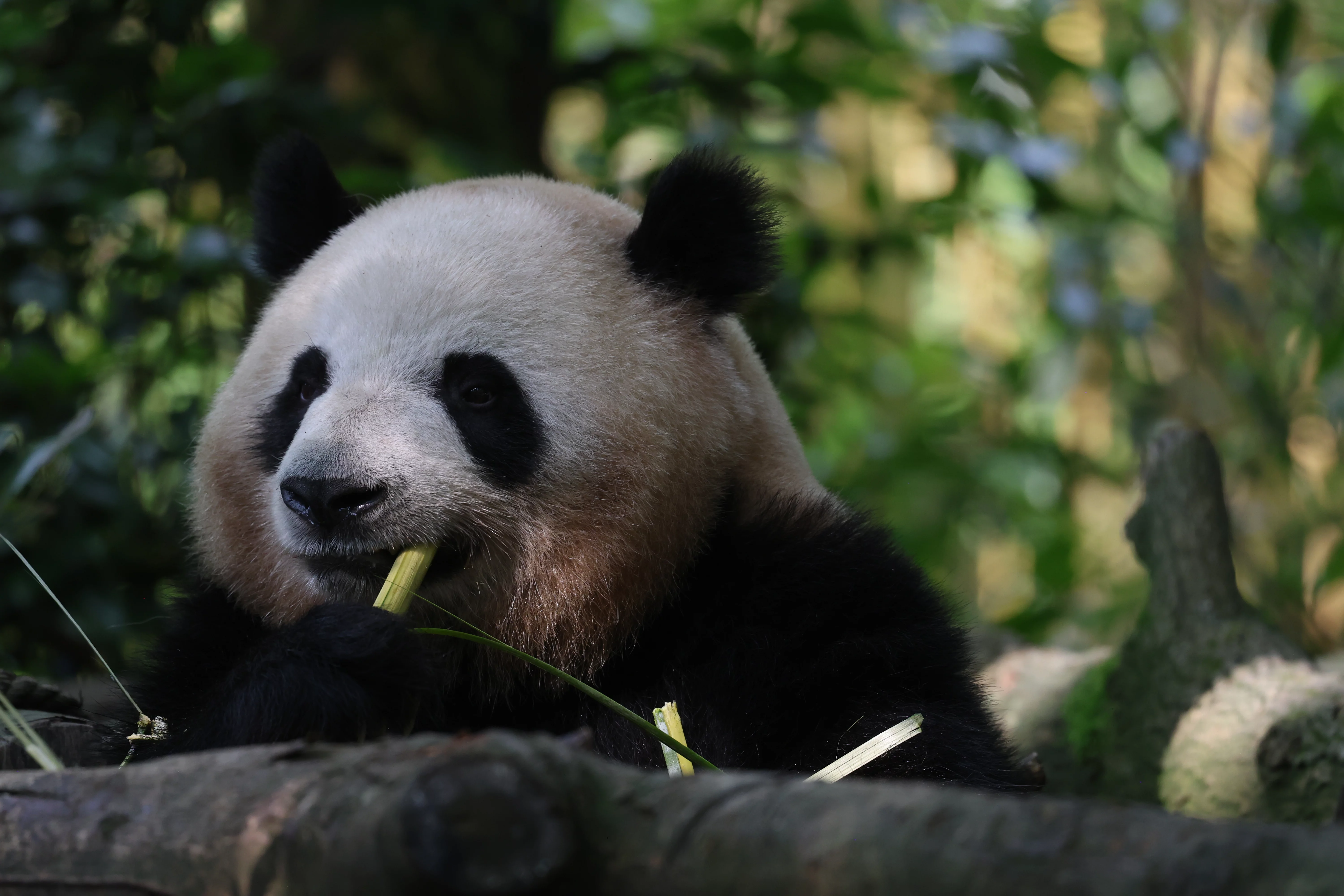 Chengdu Field Research Centre for Giant Pandas of CRBGPB