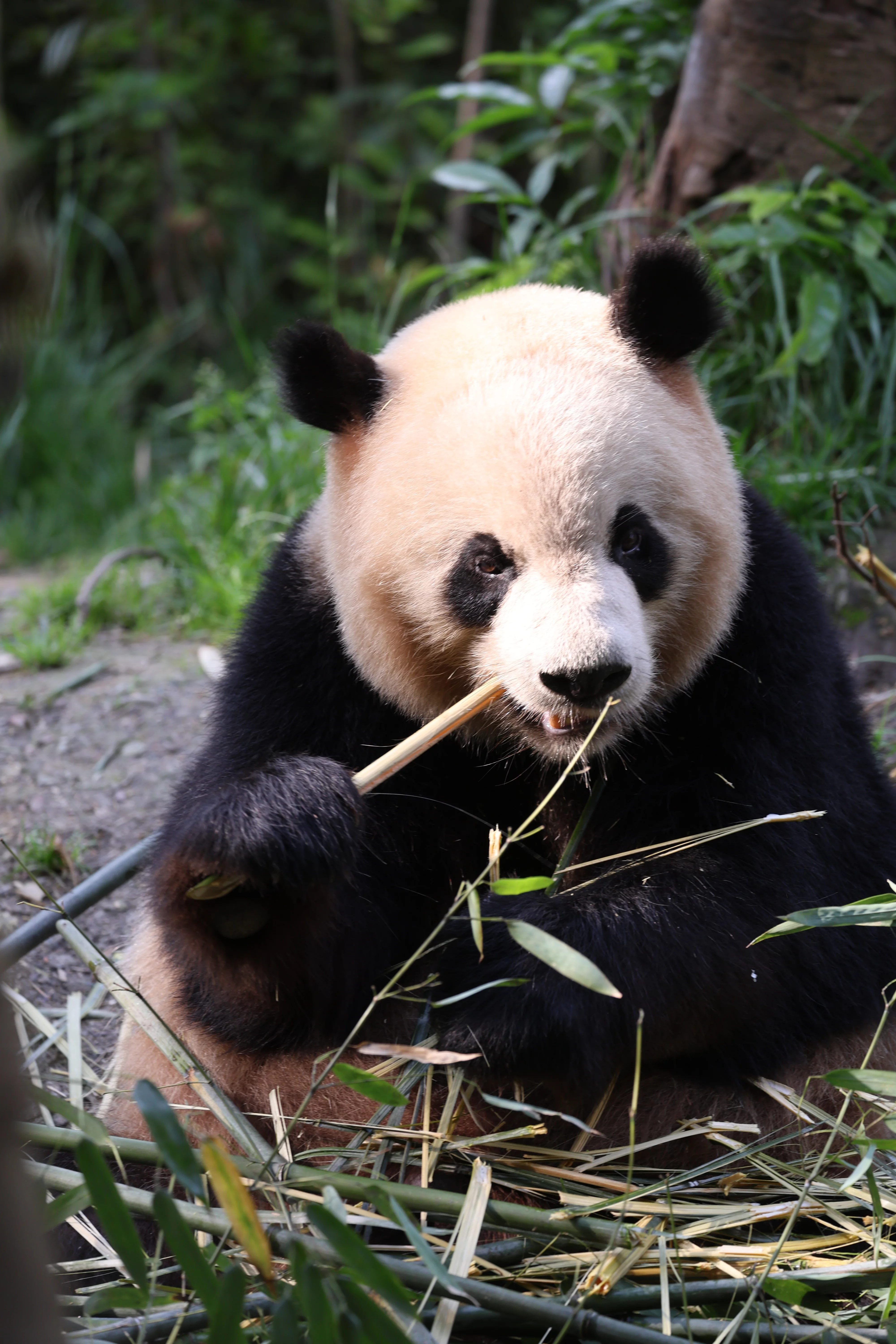Chengdu Field Research Centre for Giant Pandas of CRBGPB