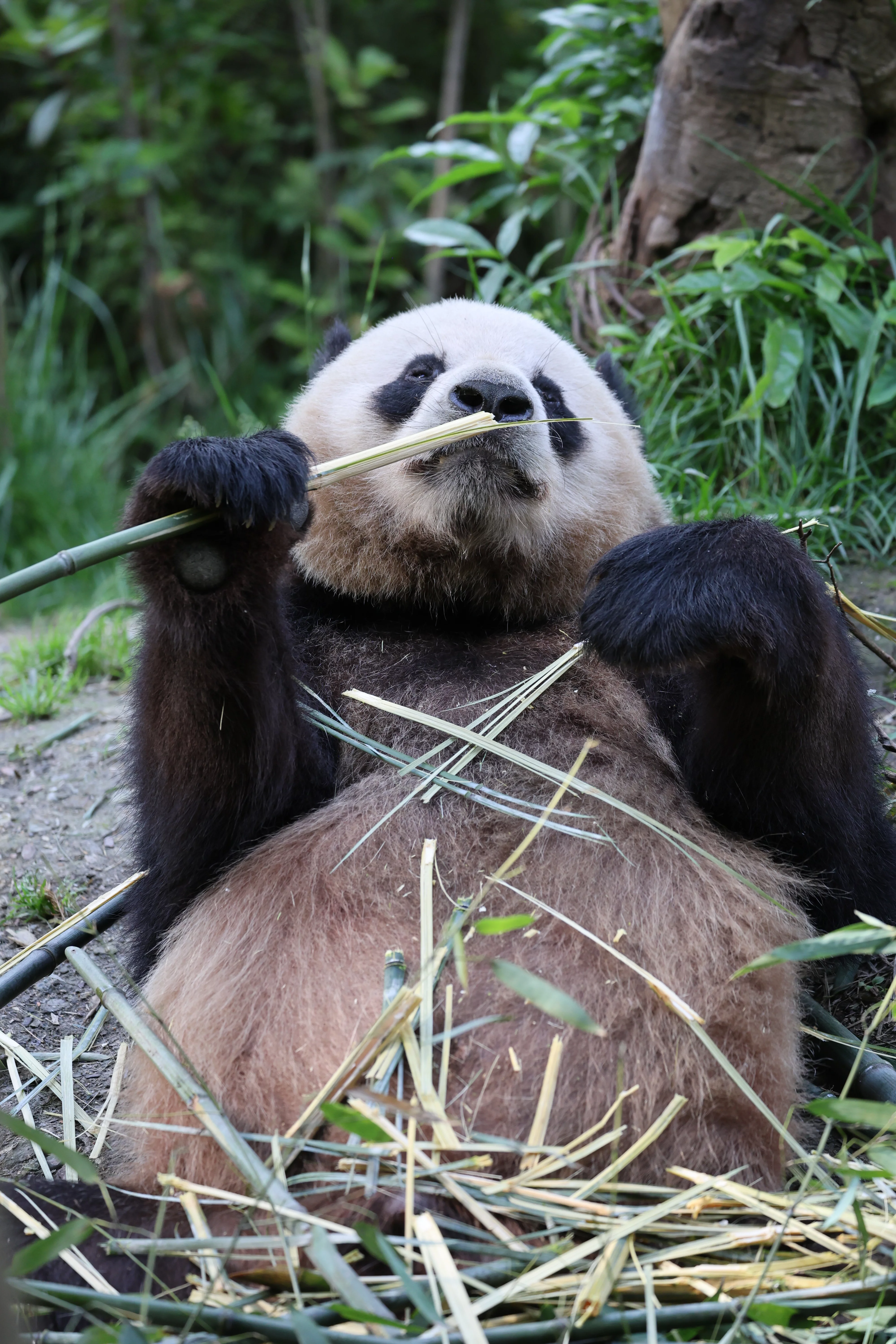 Chengdu Field Research Centre for Giant Pandas of CRBGPB