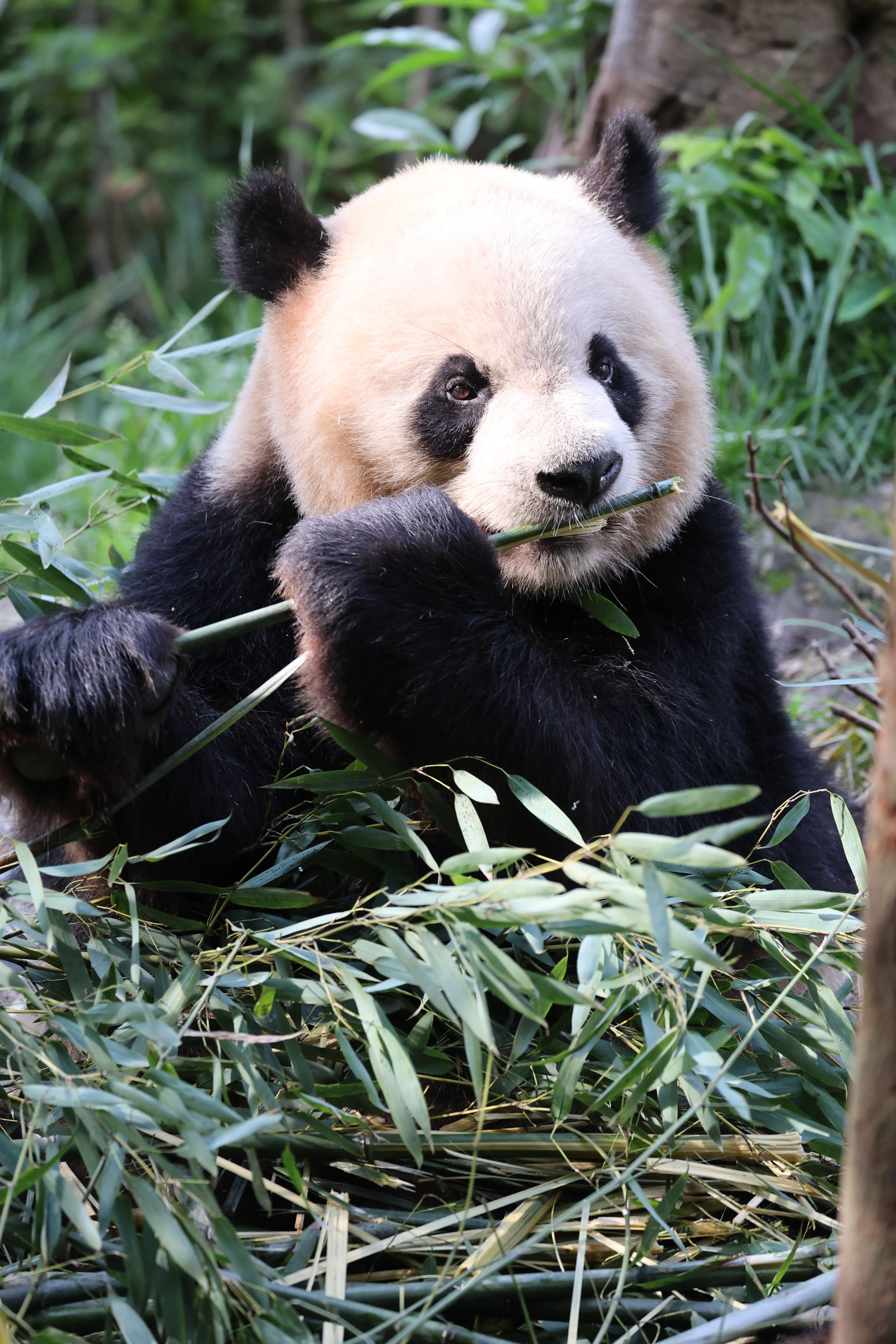 Chengdu Field Research Centre for Giant Pandas of CRBGPB