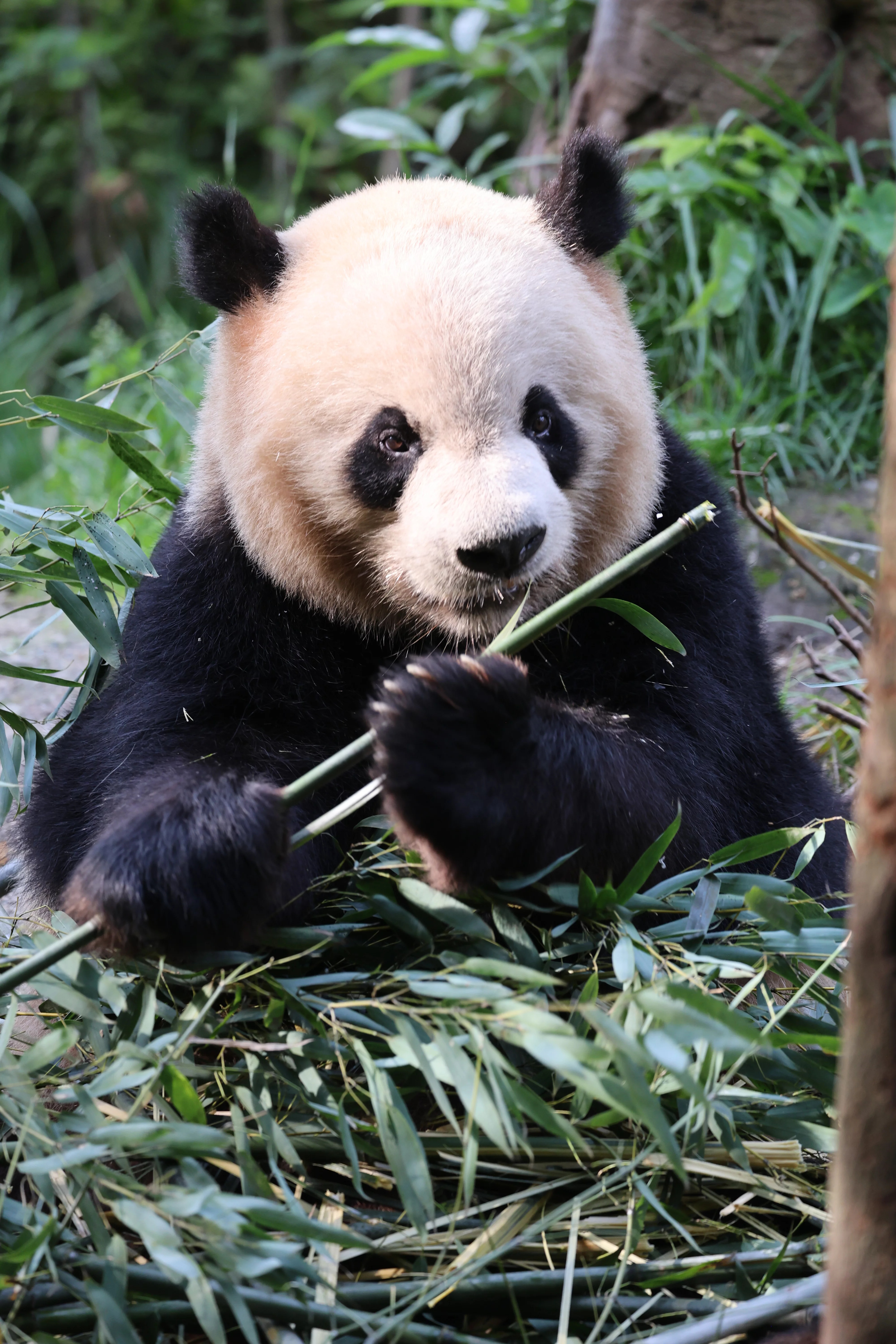 Chengdu Field Research Centre for Giant Pandas of CRBGPB