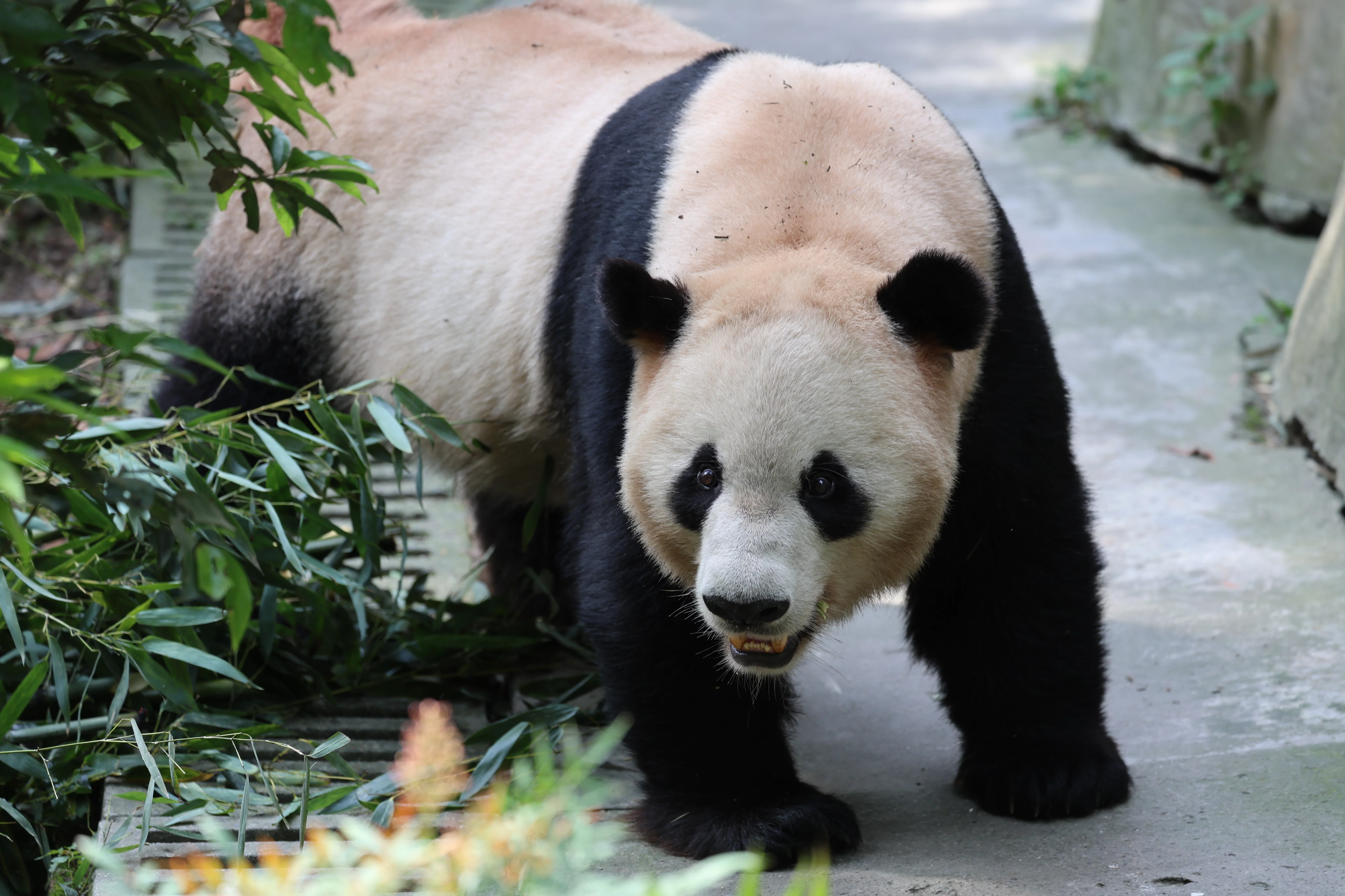 Chengdu Field Research Centre for Giant Pandas of CRBGPB