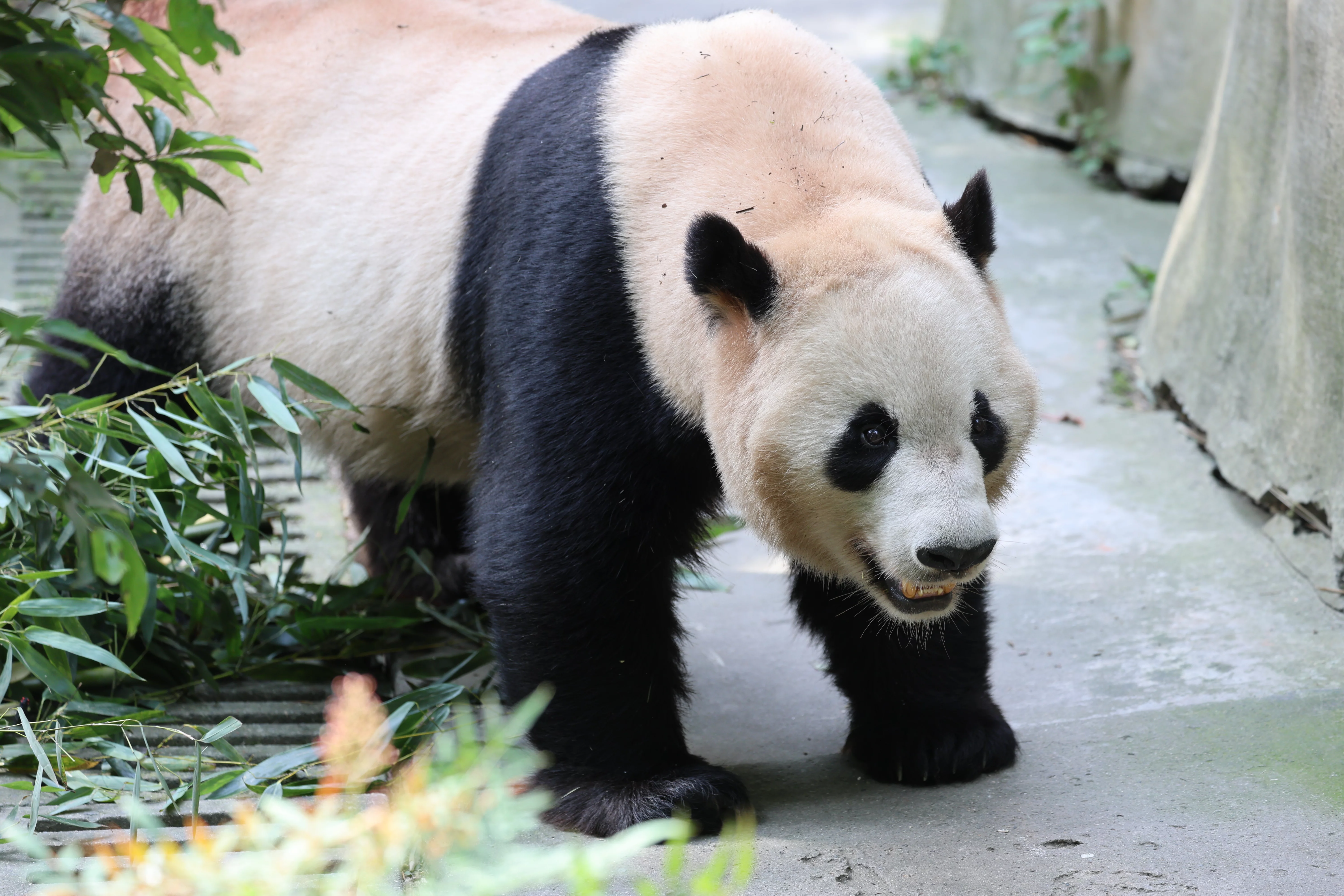 Chengdu Field Research Centre for Giant Pandas of CRBGPB