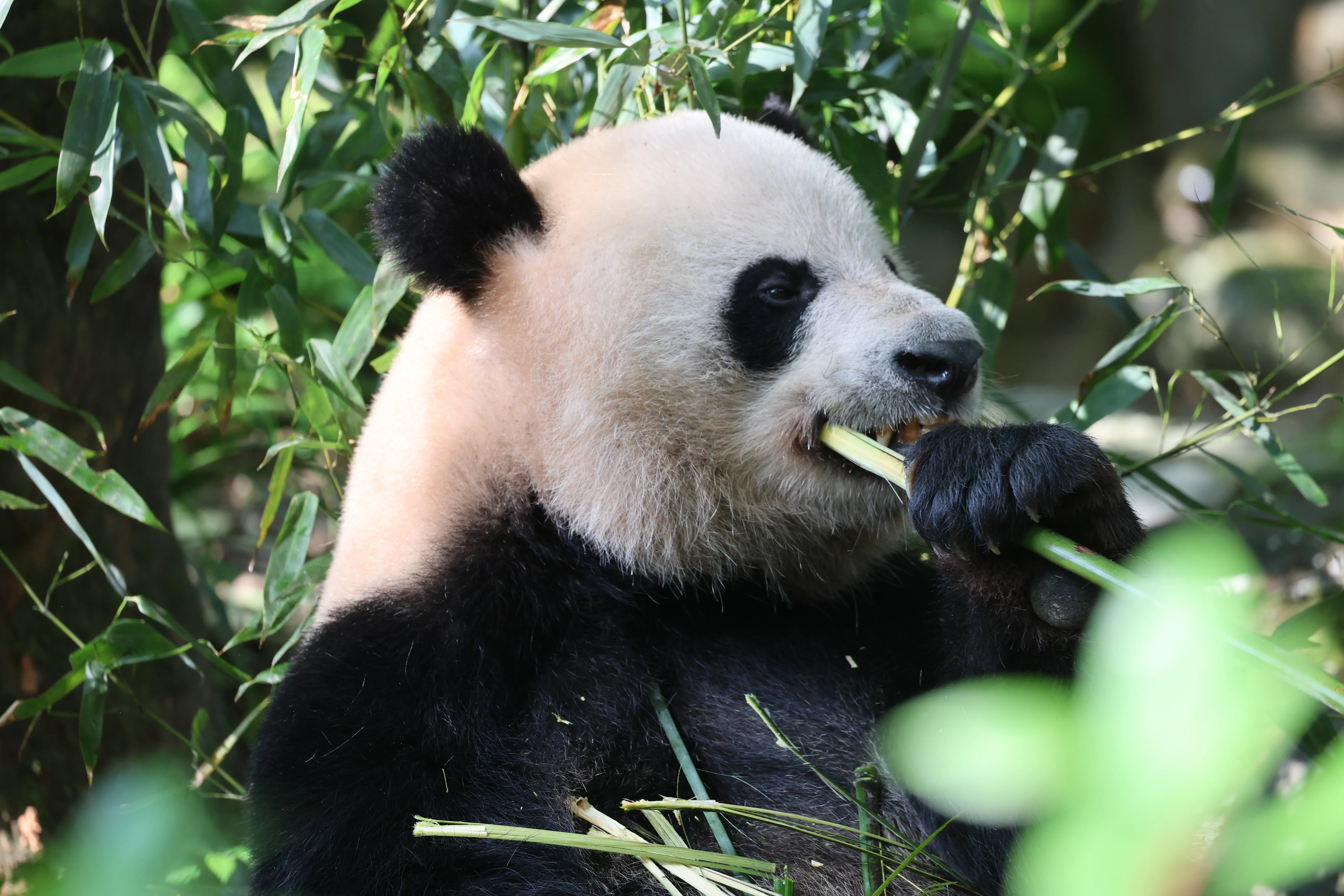 Chengdu Field Research Centre for Giant Pandas of CRBGPB