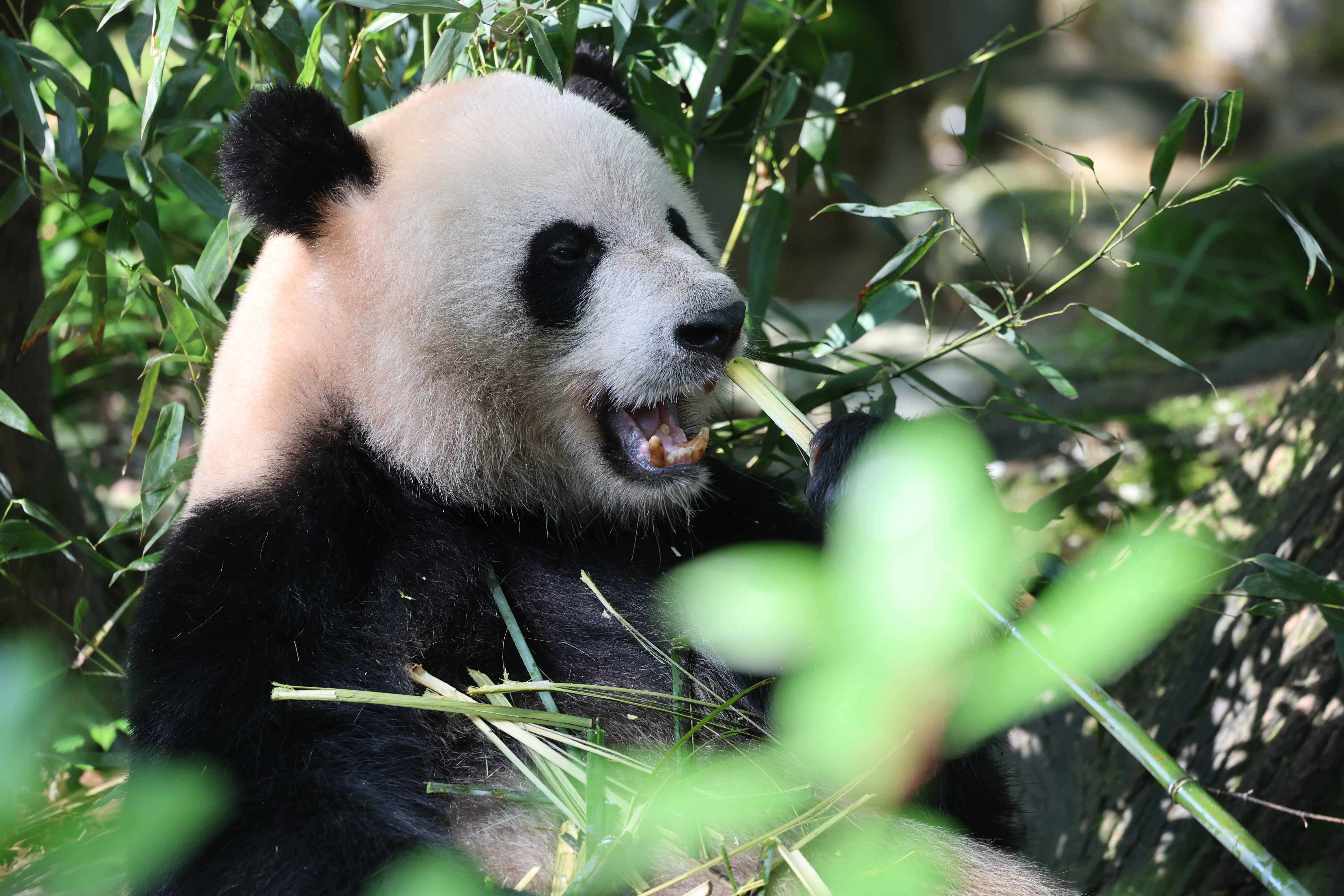 Chengdu Field Research Centre for Giant Pandas of CRBGPB