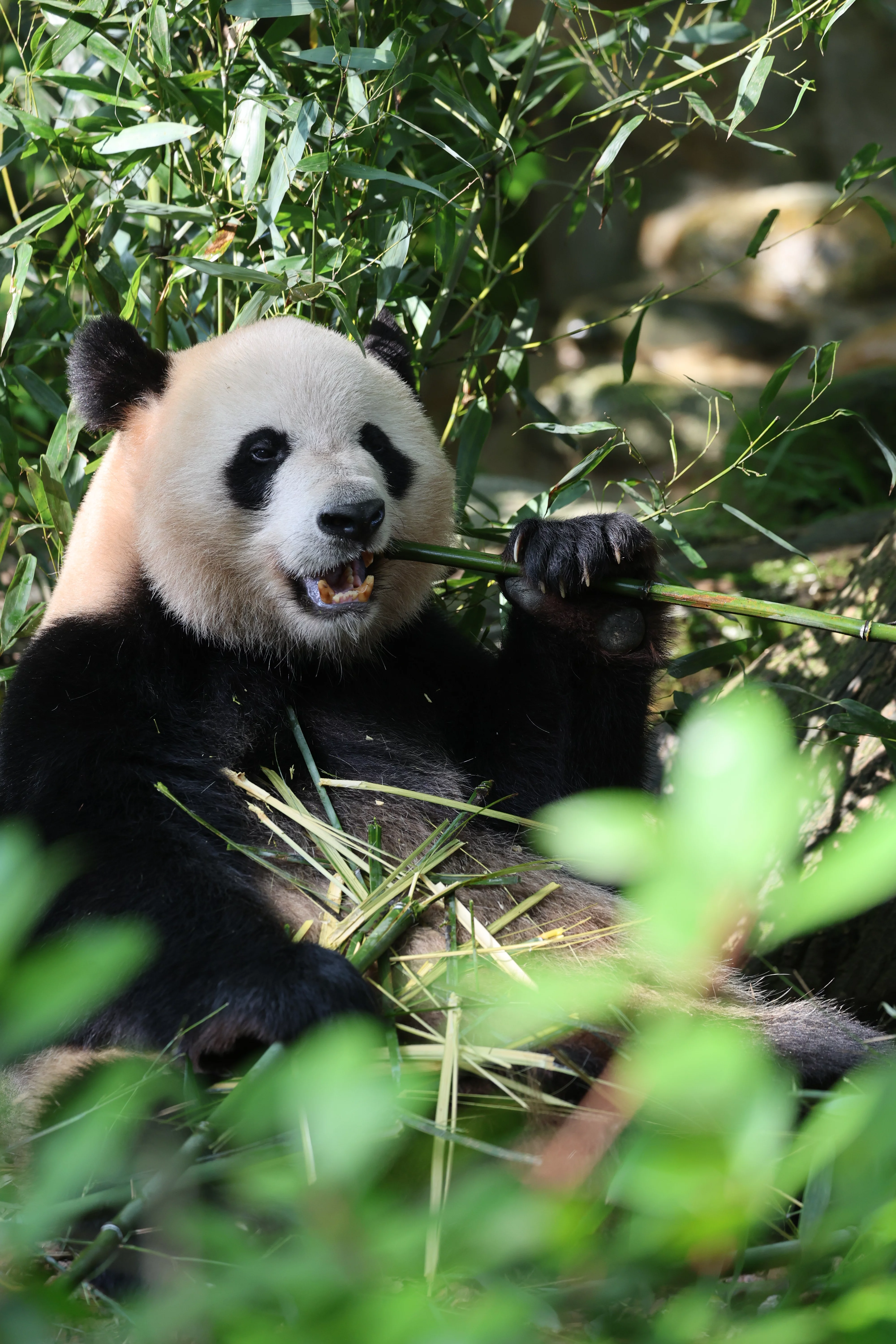 Chengdu Field Research Centre for Giant Pandas of CRBGPB