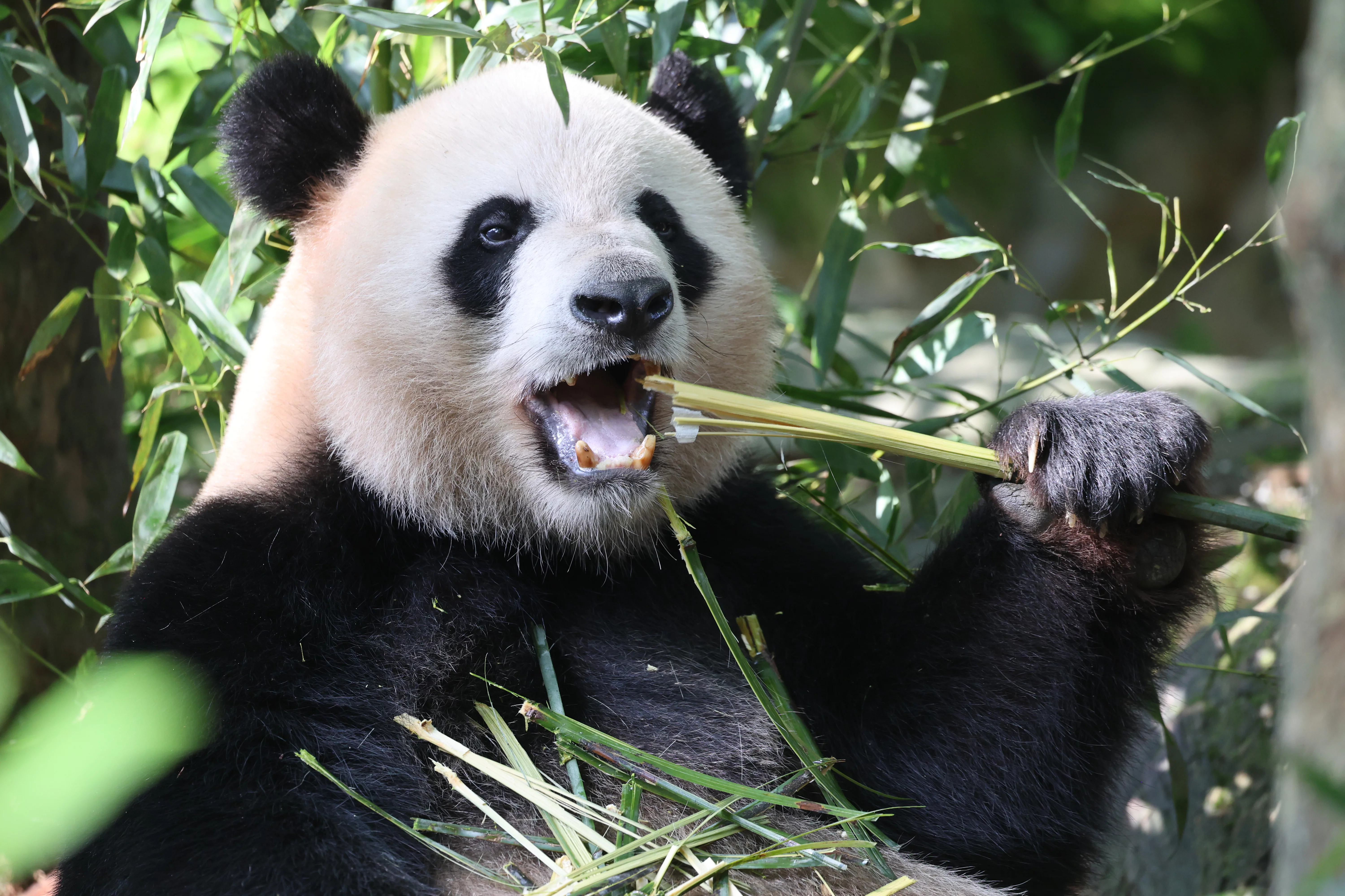 Chengdu Field Research Centre for Giant Pandas of CRBGPB