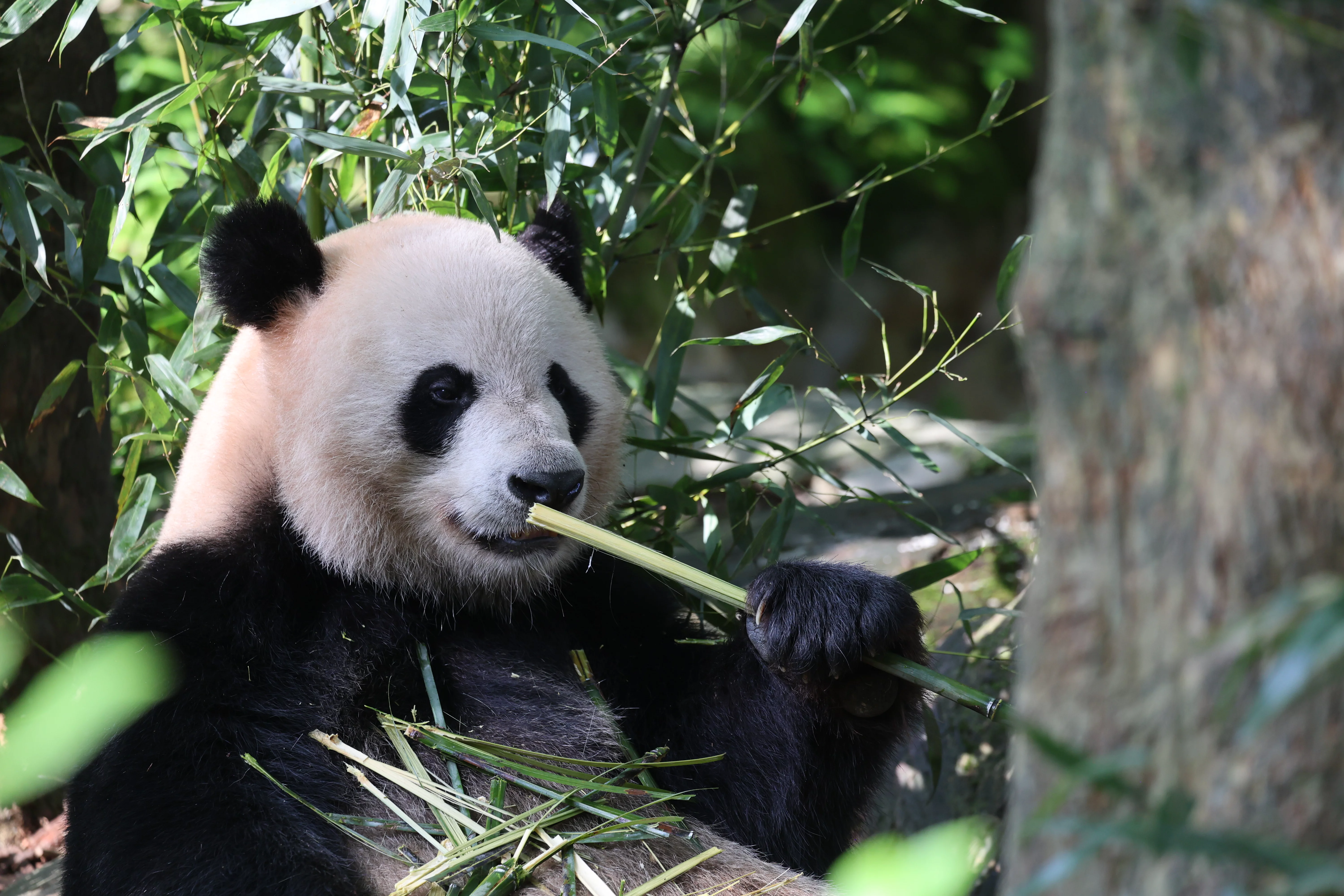 Chengdu Field Research Centre for Giant Pandas of CRBGPB