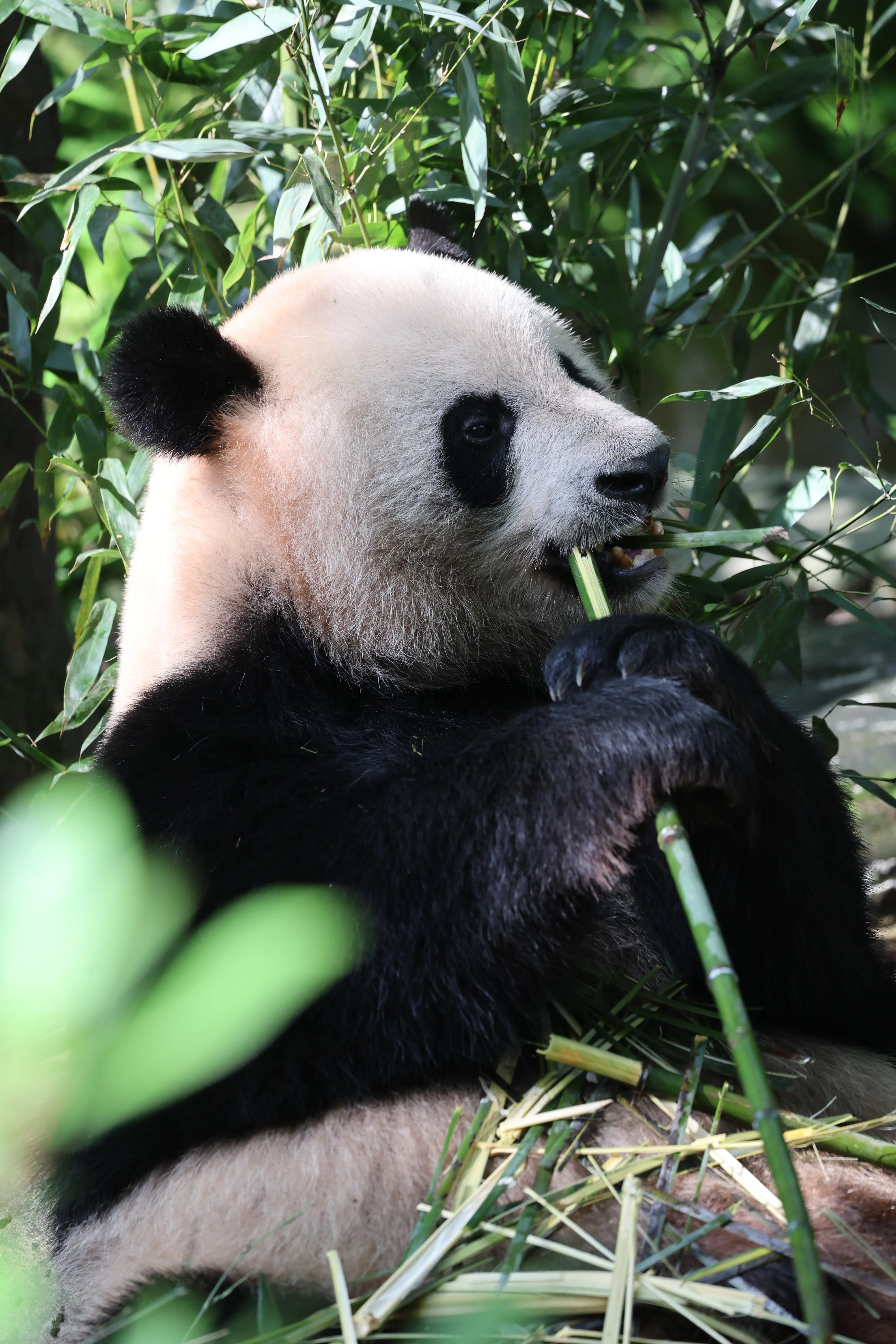 Chengdu Field Research Centre for Giant Pandas of CRBGPB