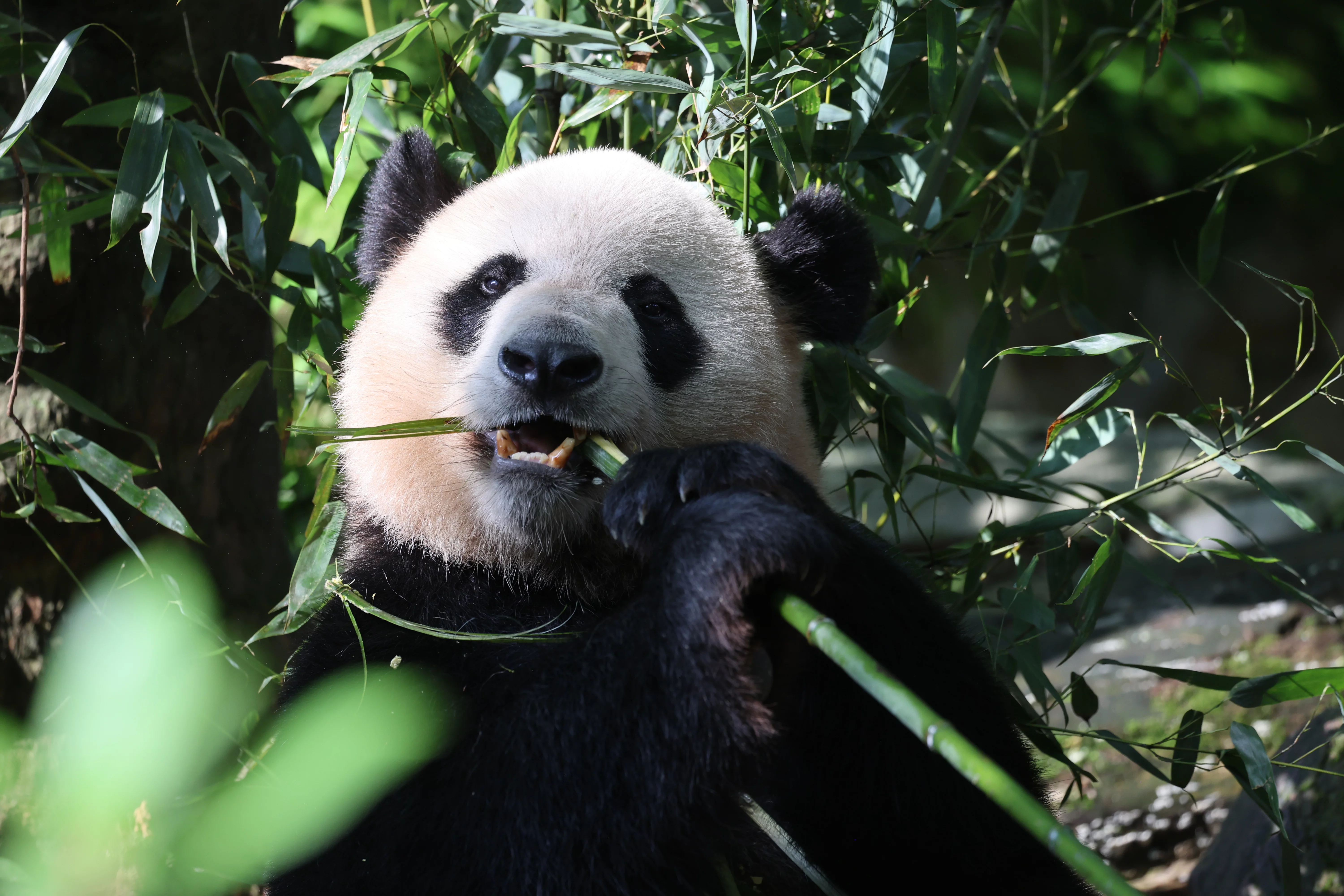 Chengdu Field Research Centre for Giant Pandas of CRBGPB