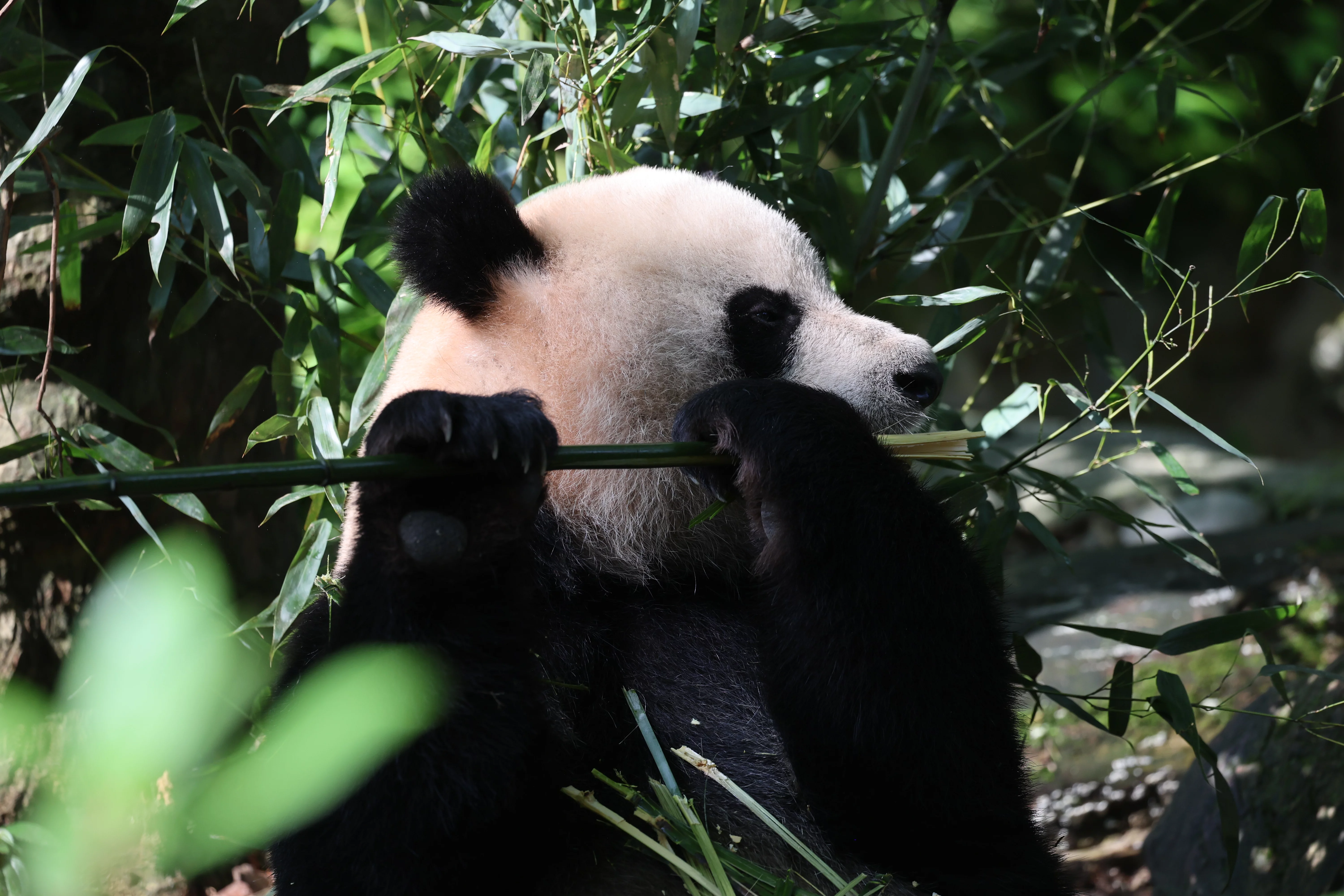 Chengdu Field Research Centre for Giant Pandas of CRBGPB
