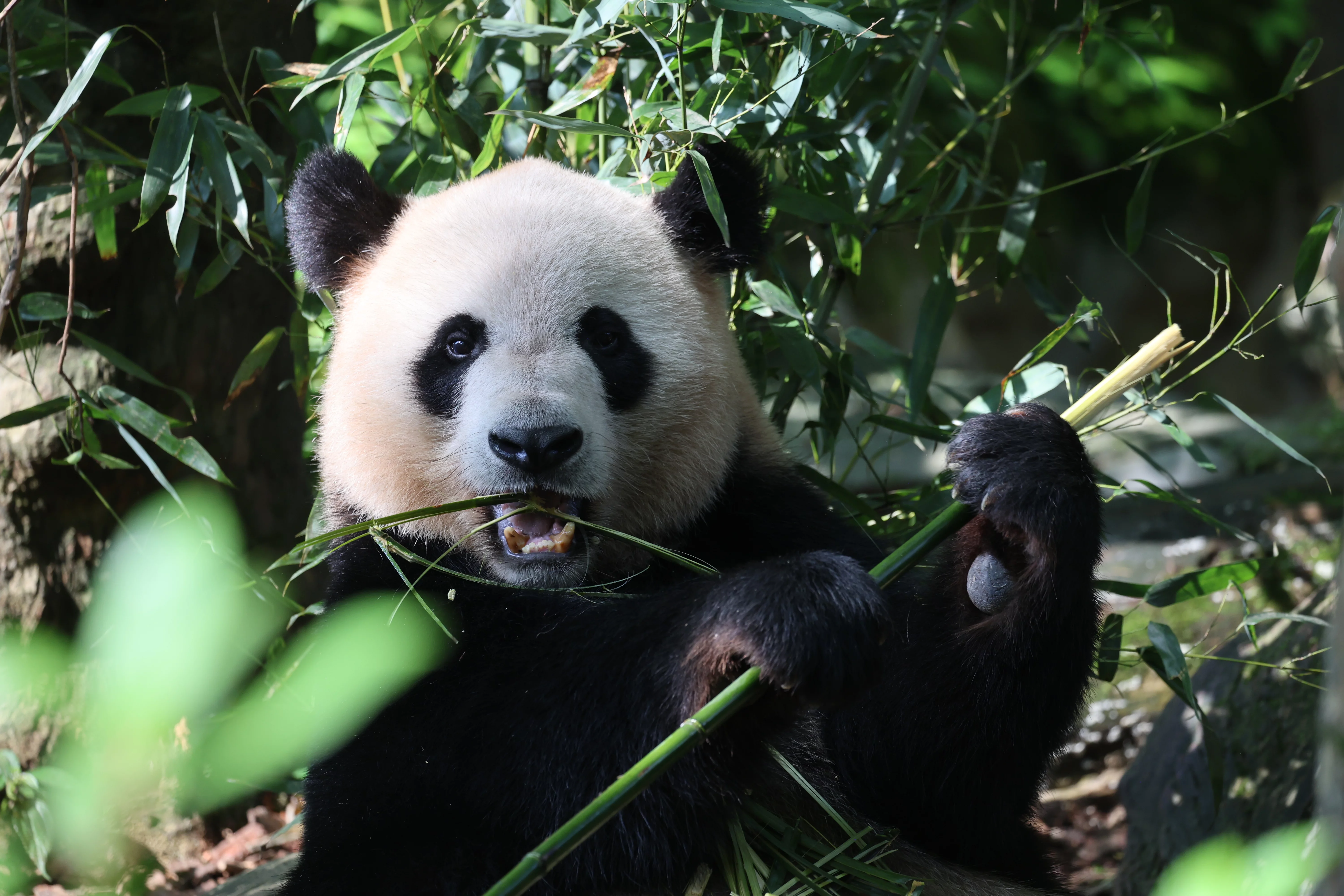 Chengdu Field Research Centre for Giant Pandas of CRBGPB