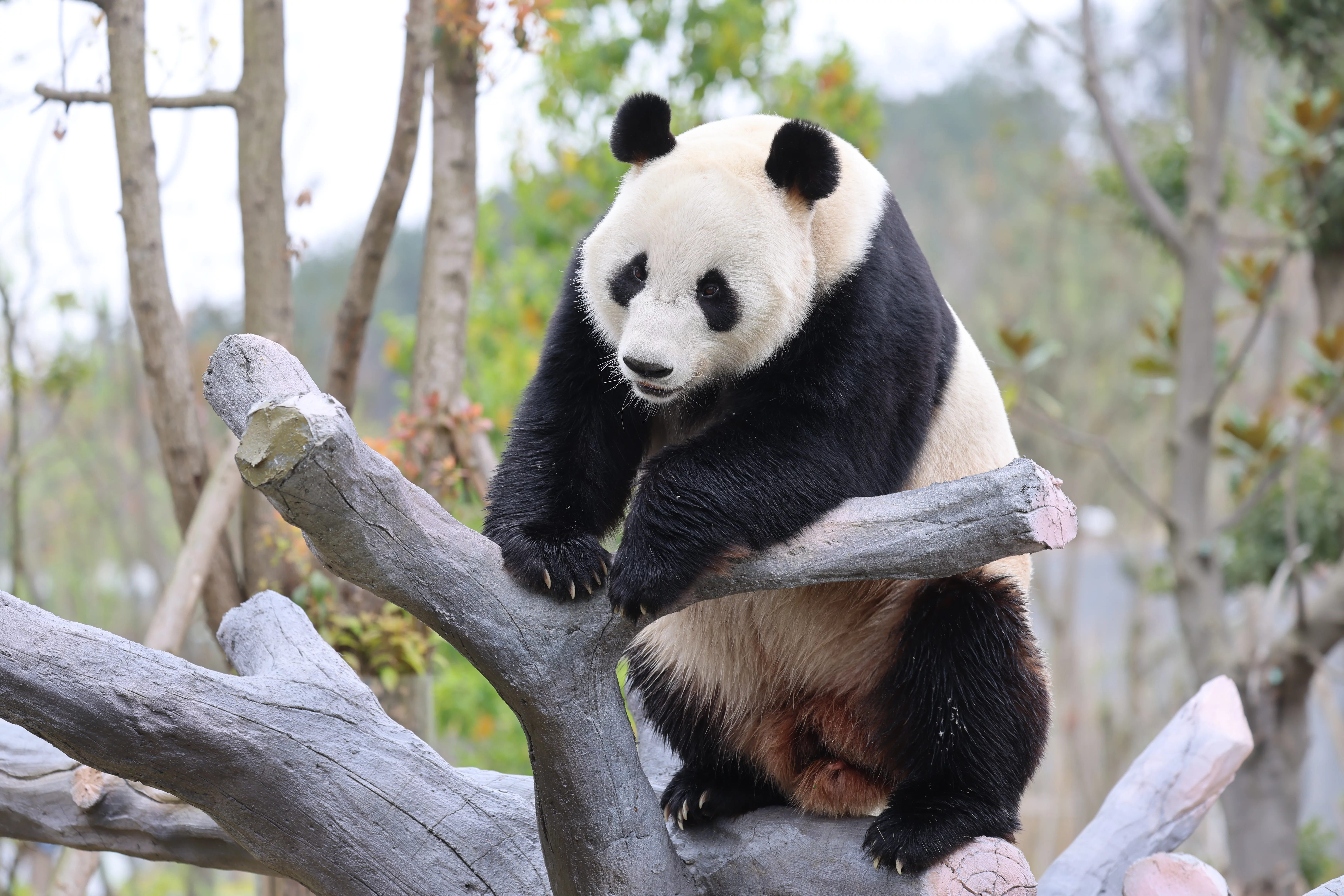 Mianyang China Giant Panda Garden