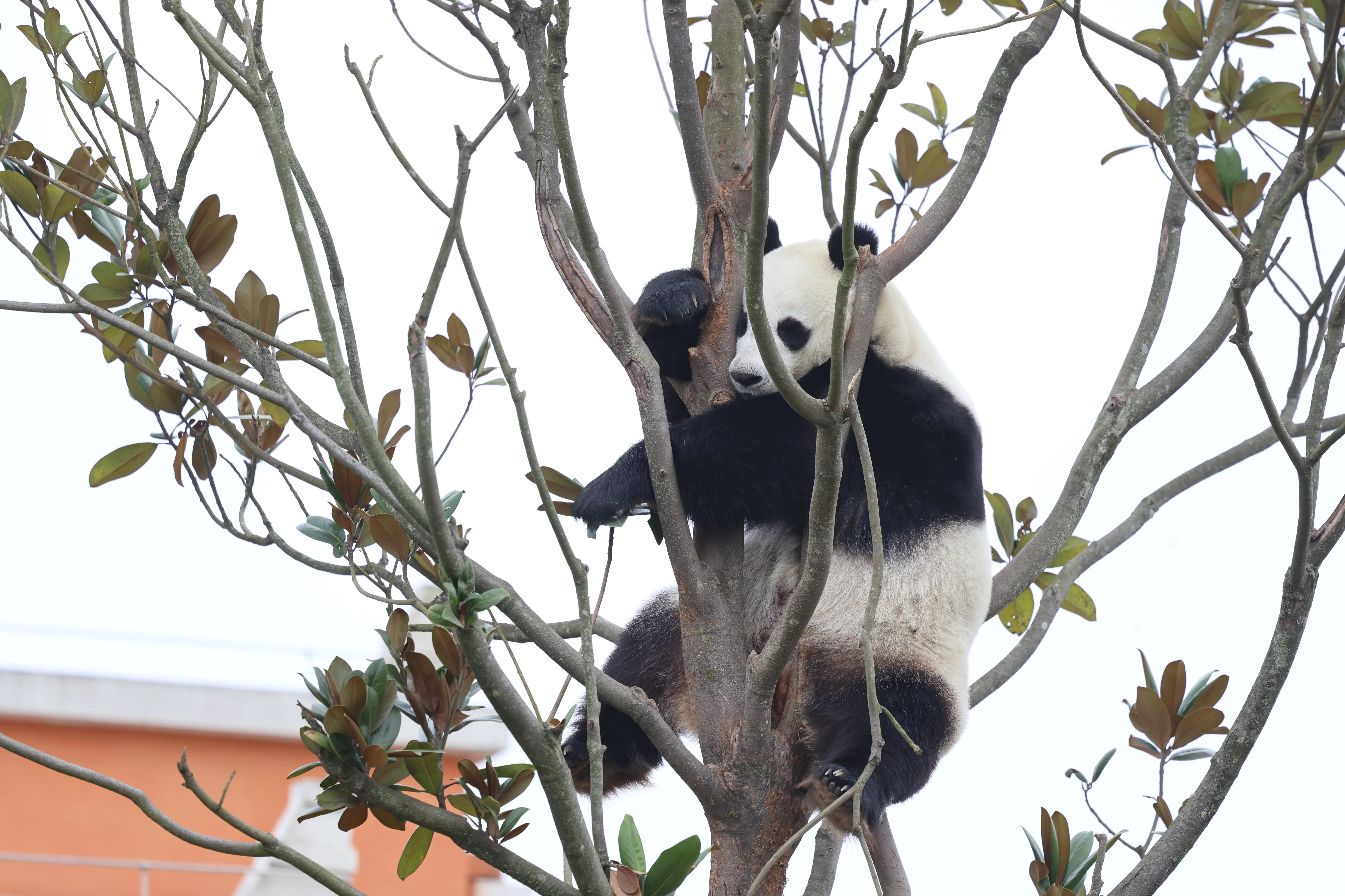 Beichuan Giant Panda Flora and Fauna Park