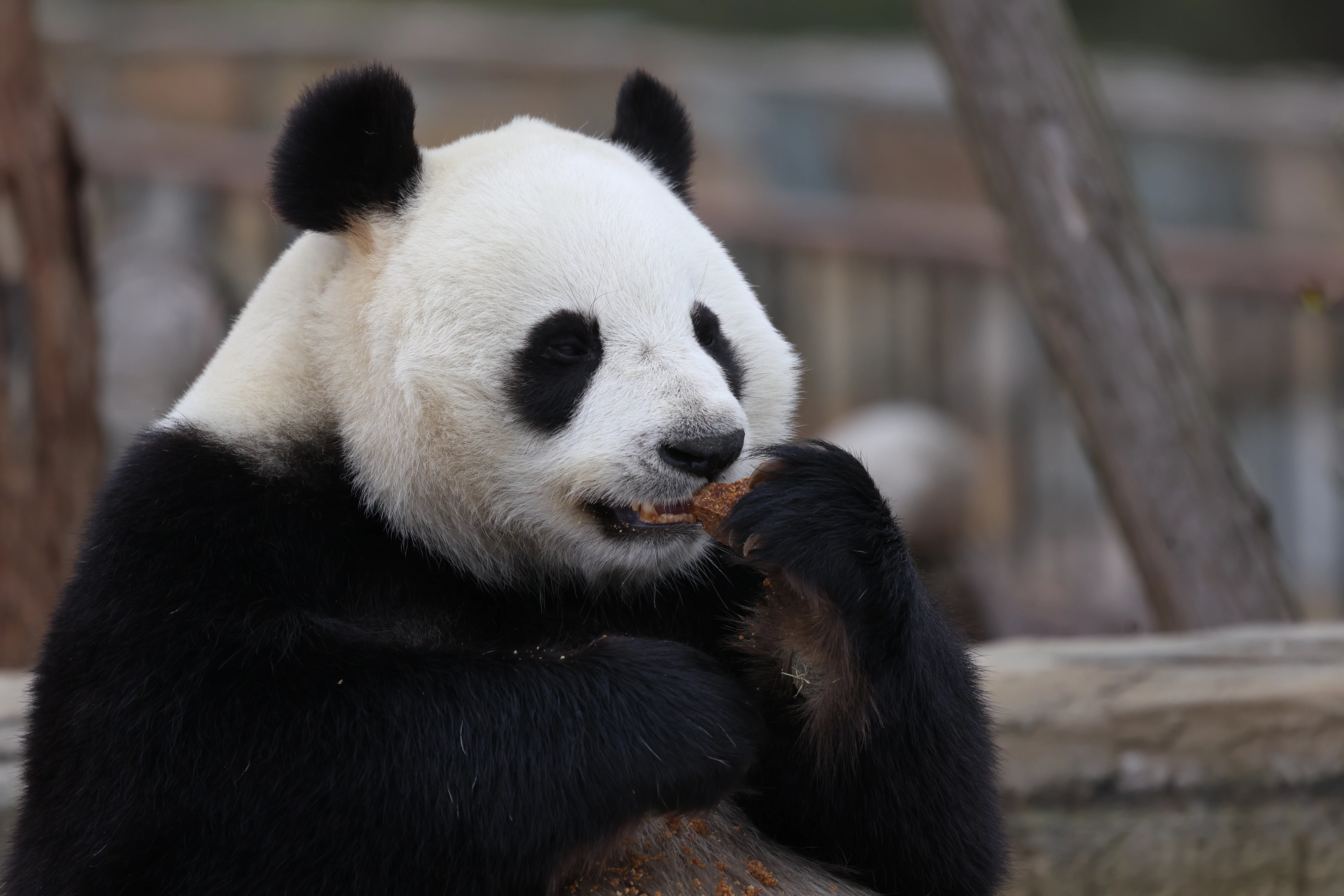 Beichuan Giant Panda Flora and Fauna Park