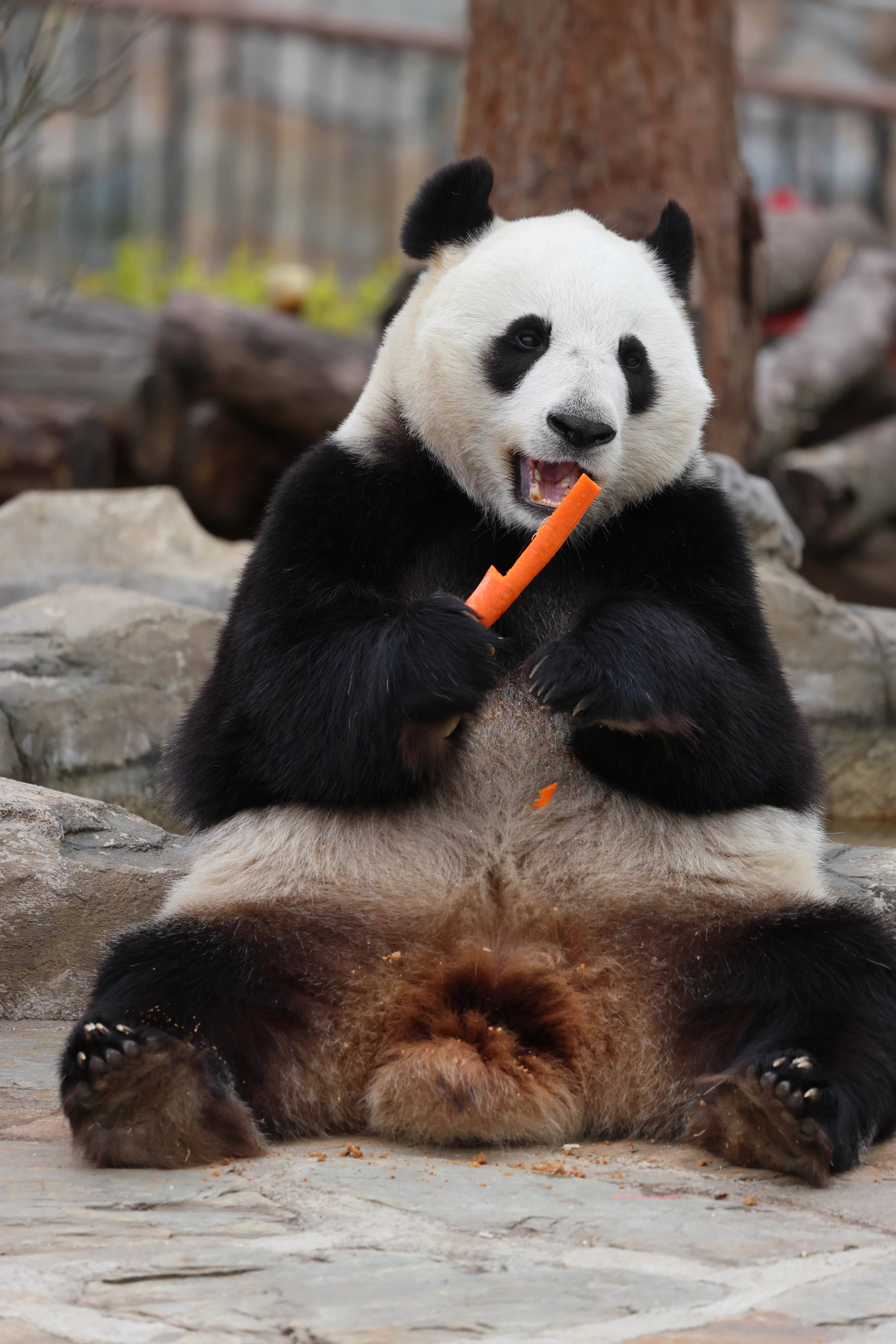 Beichuan Giant Panda Flora and Fauna Park